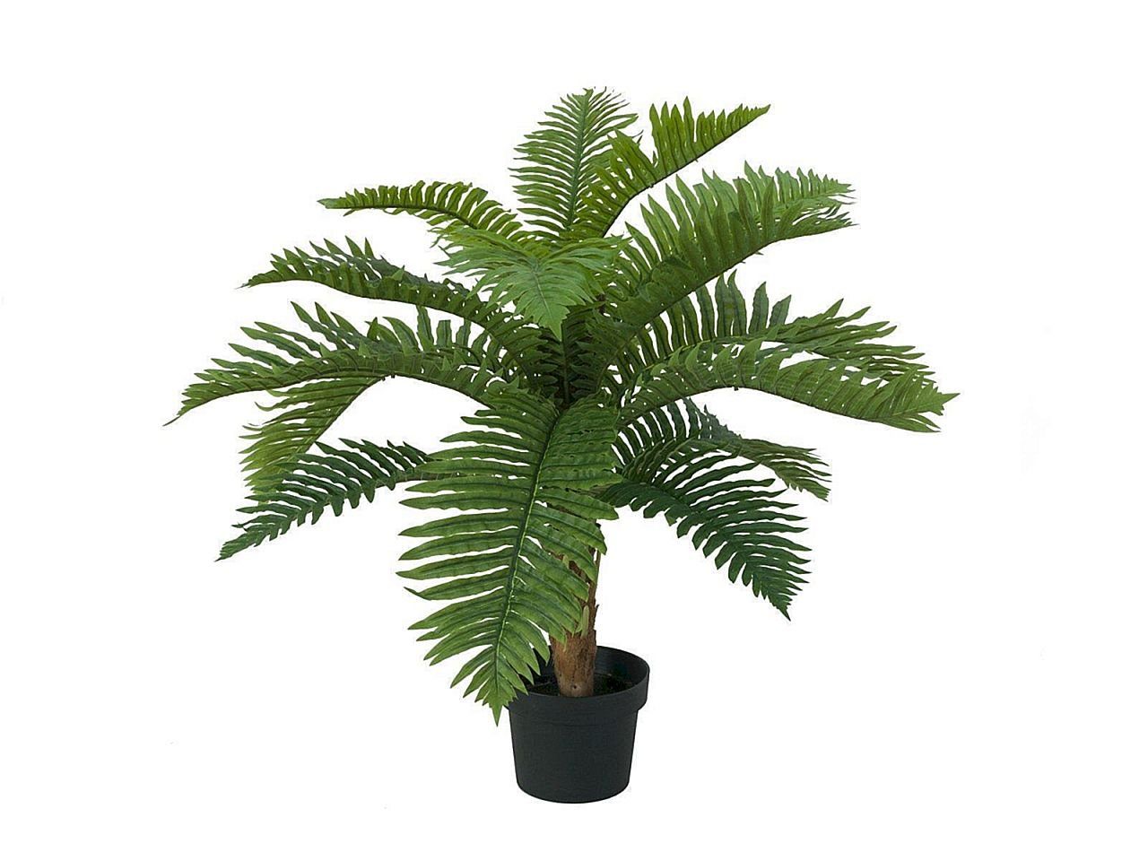 Kunstpflanze EUROPALMS Cycas Palme, Kunstpflanze, 70cm, EUROPALMS