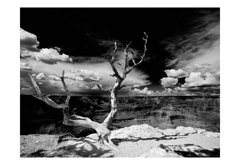 Baum Hintergrund Vliestapete halb-matt, KUNSTLOFT Tapete m, lichtbeständige Design 3.5x2.7 im mit Canyon Grand