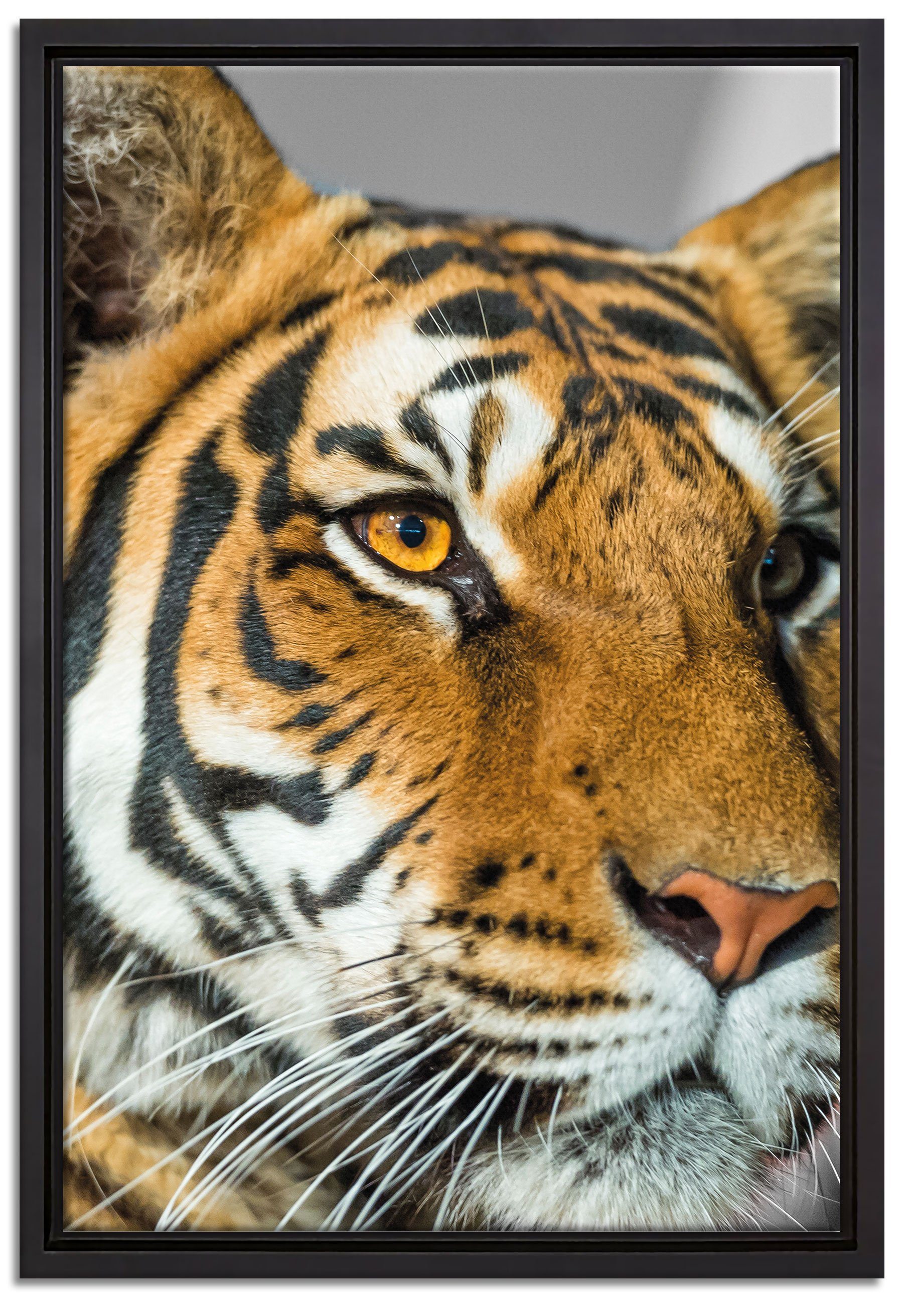 Pixxprint Leinwandbild bildschöner Tiger, Wanddekoration (1 St), Leinwandbild fertig bespannt, in einem Schattenfugen-Bilderrahmen gefasst, inkl. Zackenaufhänger