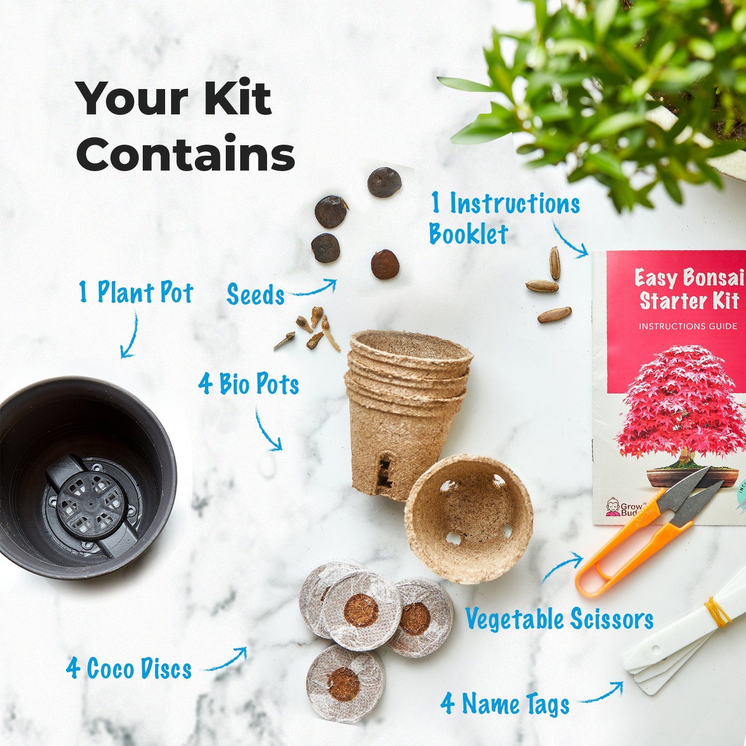 Kunstbonsai Bonsai-aufzucht-Set - die geniale Geschenkidee günstig online kaufen