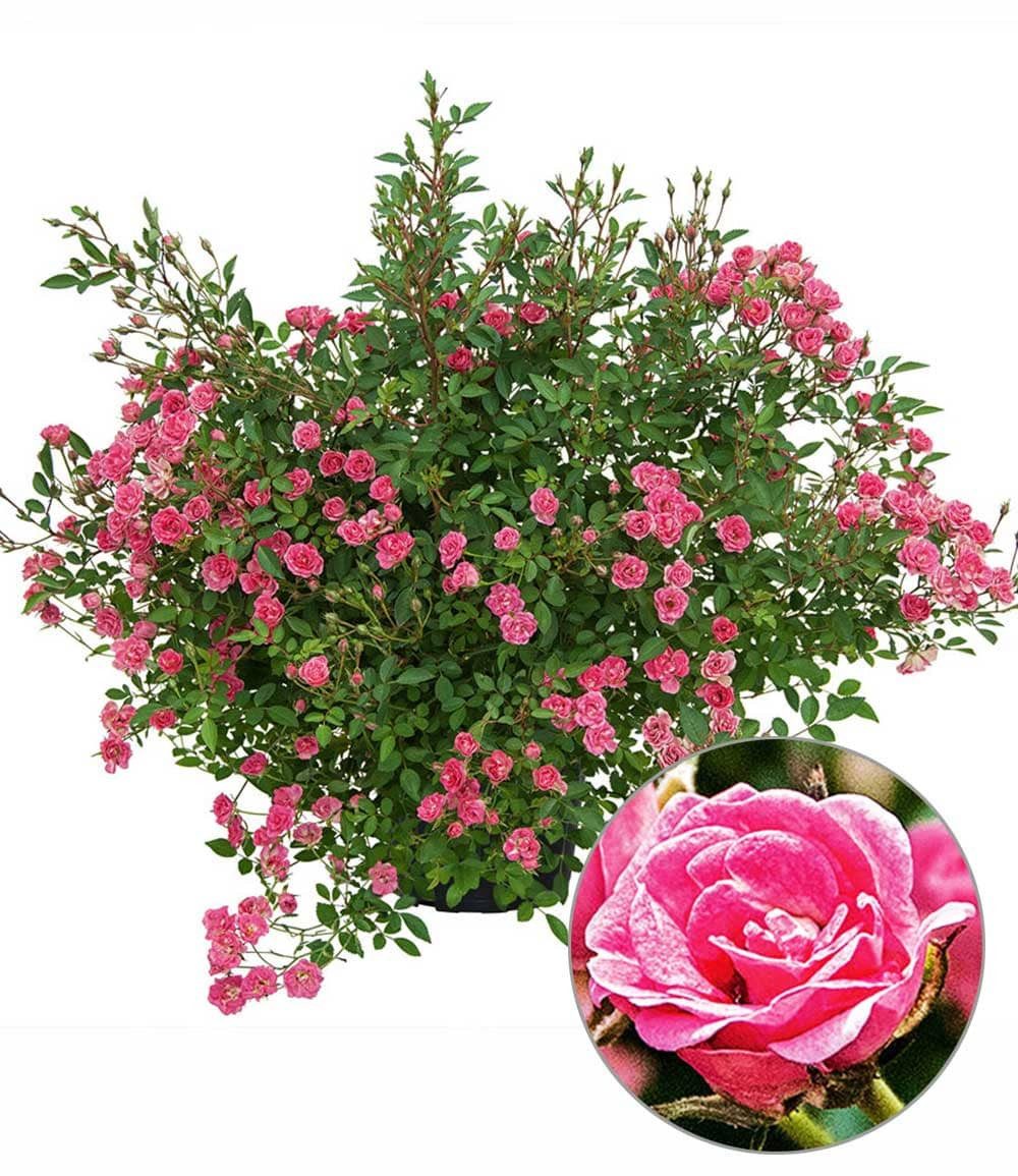BALDUR Garten Rose Lilly Rose® 'Wonder5', 1 St., Gefüllt-blühend,winterhart, mehrjährig, pflegeleicht, robust