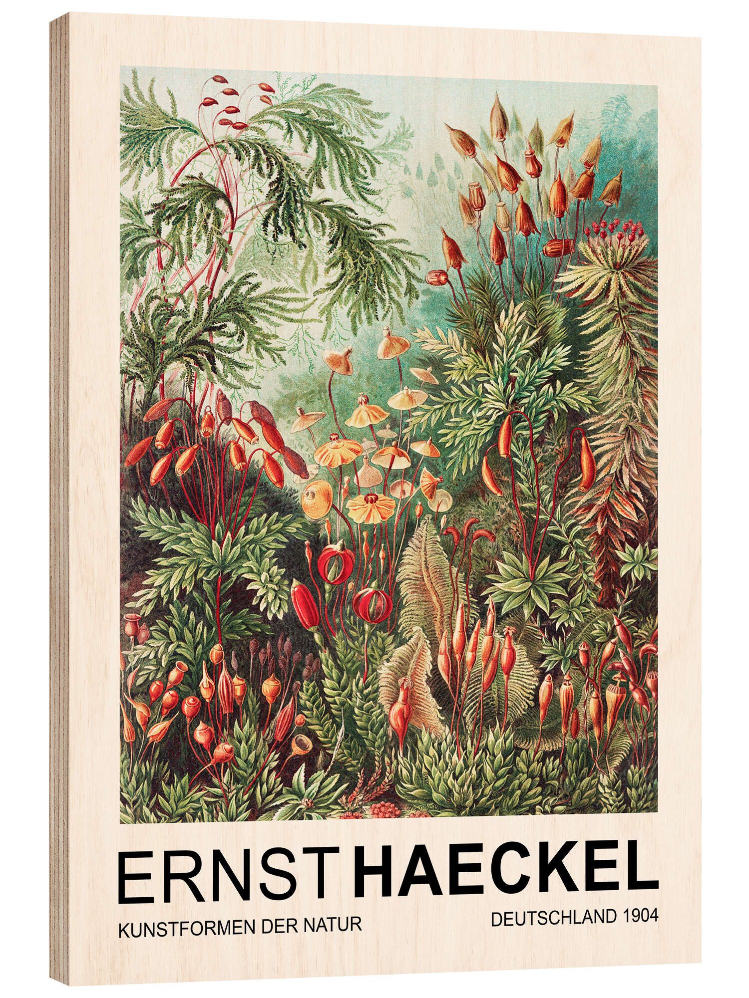 Posterlounge Holzbild Ernst Haeckel, Kunstformen Der Natur - Muscinae Laubmoose, Wohnzimmer Malerei