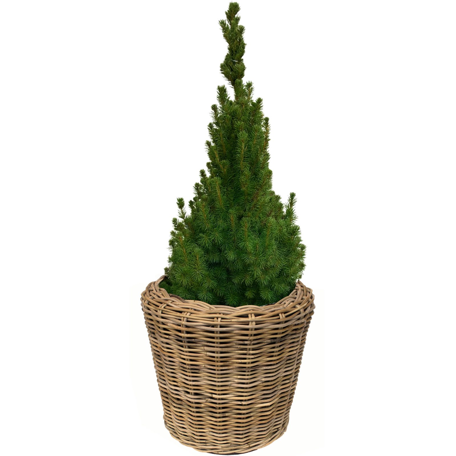 Van der Leeden Blumentopf Blumenkorb Pflanzkorb Topf 42x44cm Rattan Weide Sylter Korb Drypot (1 St), Indoor & Outdoor, Rattan, 23 L, Naturprodukt, incl. Kunststoffeimer