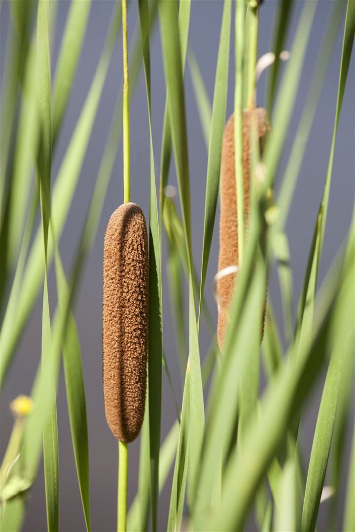 Pflanzen für Dich Staude Typha latifolia, 1 St., Breitblättriger Rohrkolben, Breitblättrige Rohrkolben, Rohrkolben