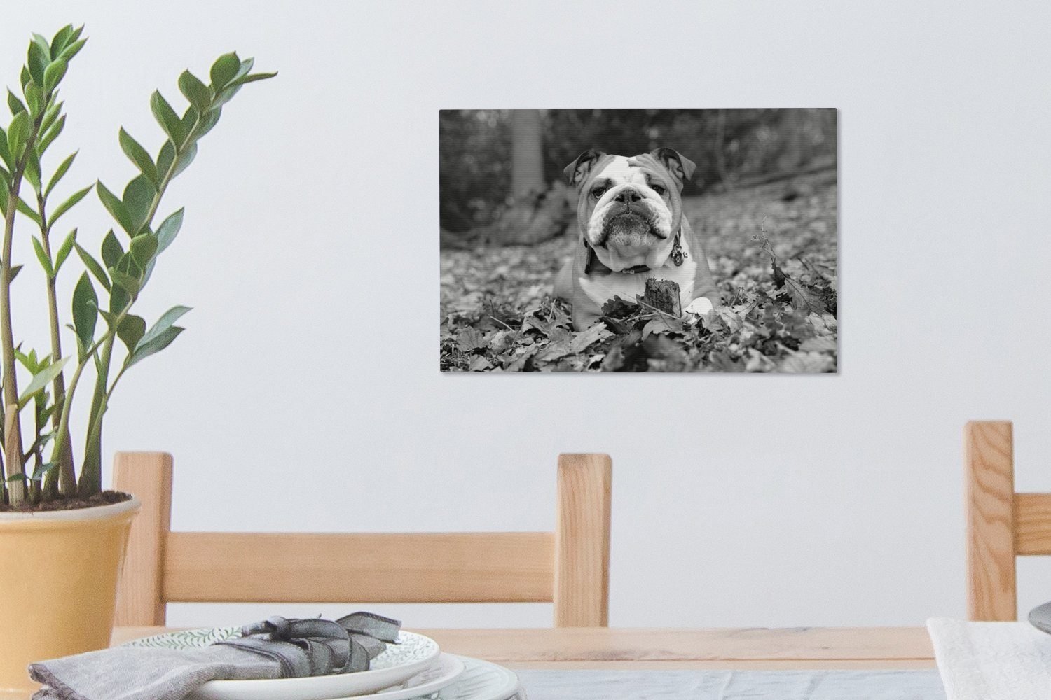 OneMillionCanvasses® Leinwandbild Englische Bulldogge im Leinwandbilder, liegend Wanddeko, und Wandbild - Aufhängefertig, schwarz Laub weiß, 30x20 (1 cm St)