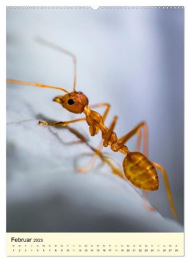 CALVENDO Wandkalender Ameisen quirlige Arbeiter (Premium, hochwertiger DIN A2 Wandkalender 2023, Kunstdruck in Hochglanz)