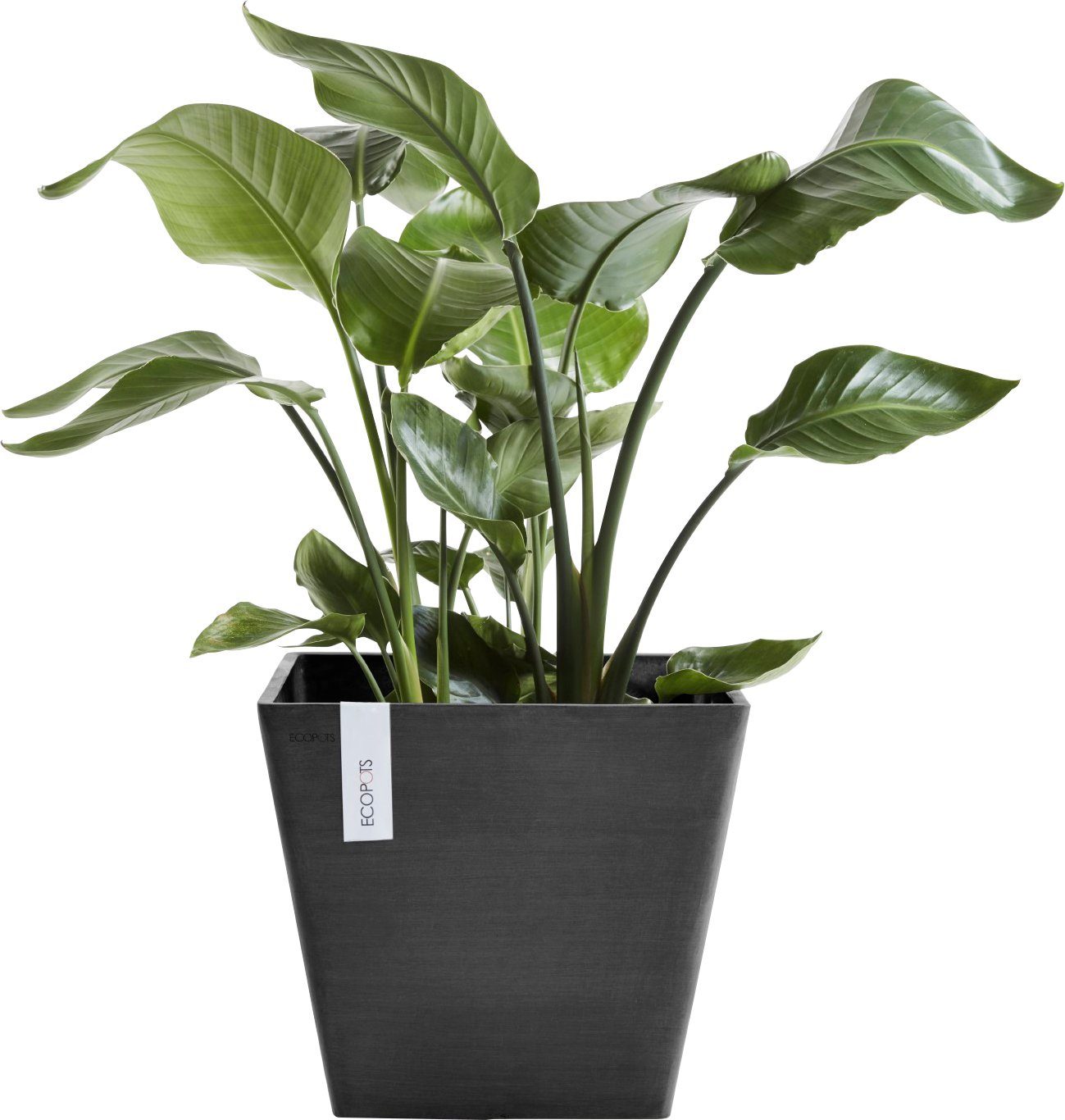 Dark BxTxH: Blumentopf ECOPOTS cm Grey, ROTTERDAM 30x30x26