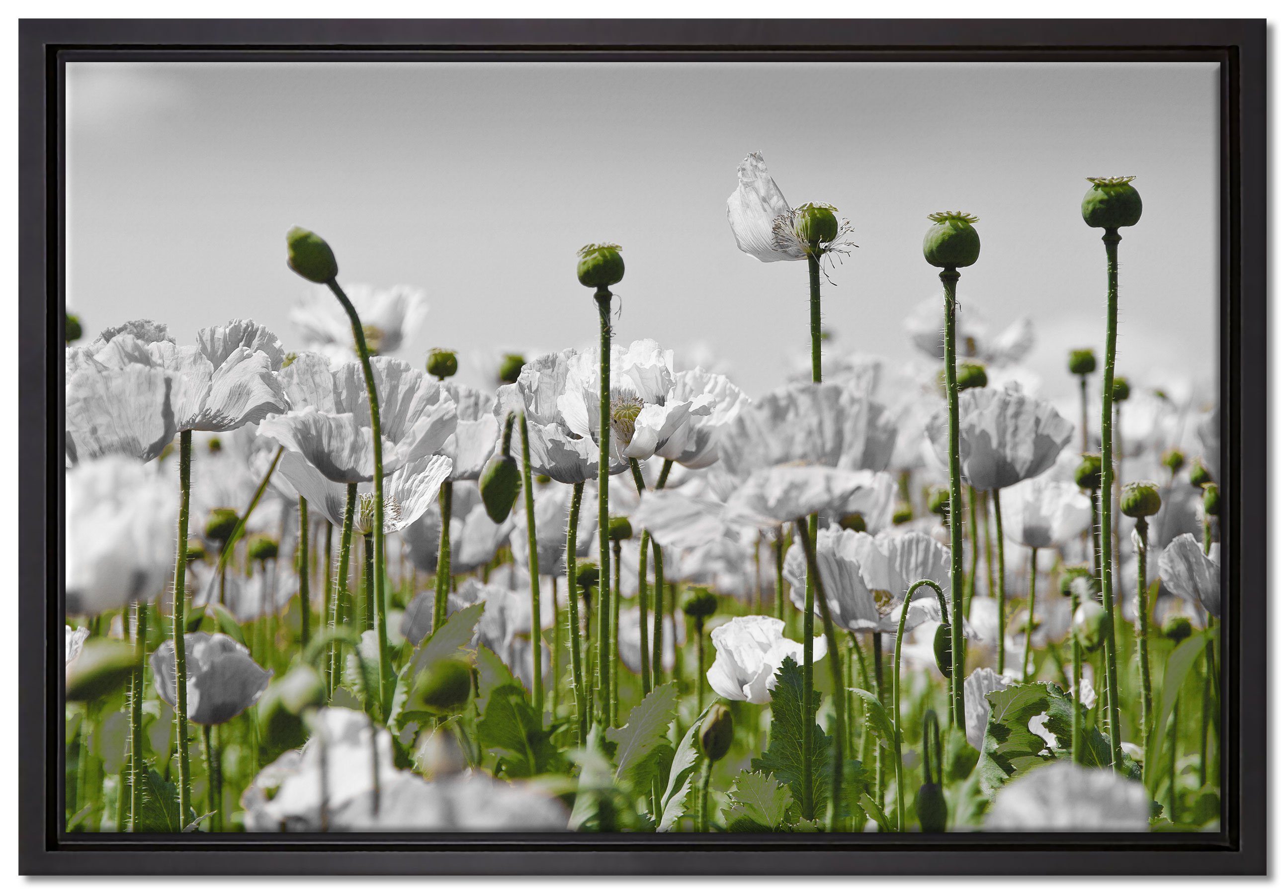 Pixxprint Leinwandbild Blumenwiese Mohnblumen, Wanddekoration (1 St), Leinwandbild fertig bespannt, in einem Schattenfugen-Bilderrahmen gefasst, inkl. Zackenaufhänger