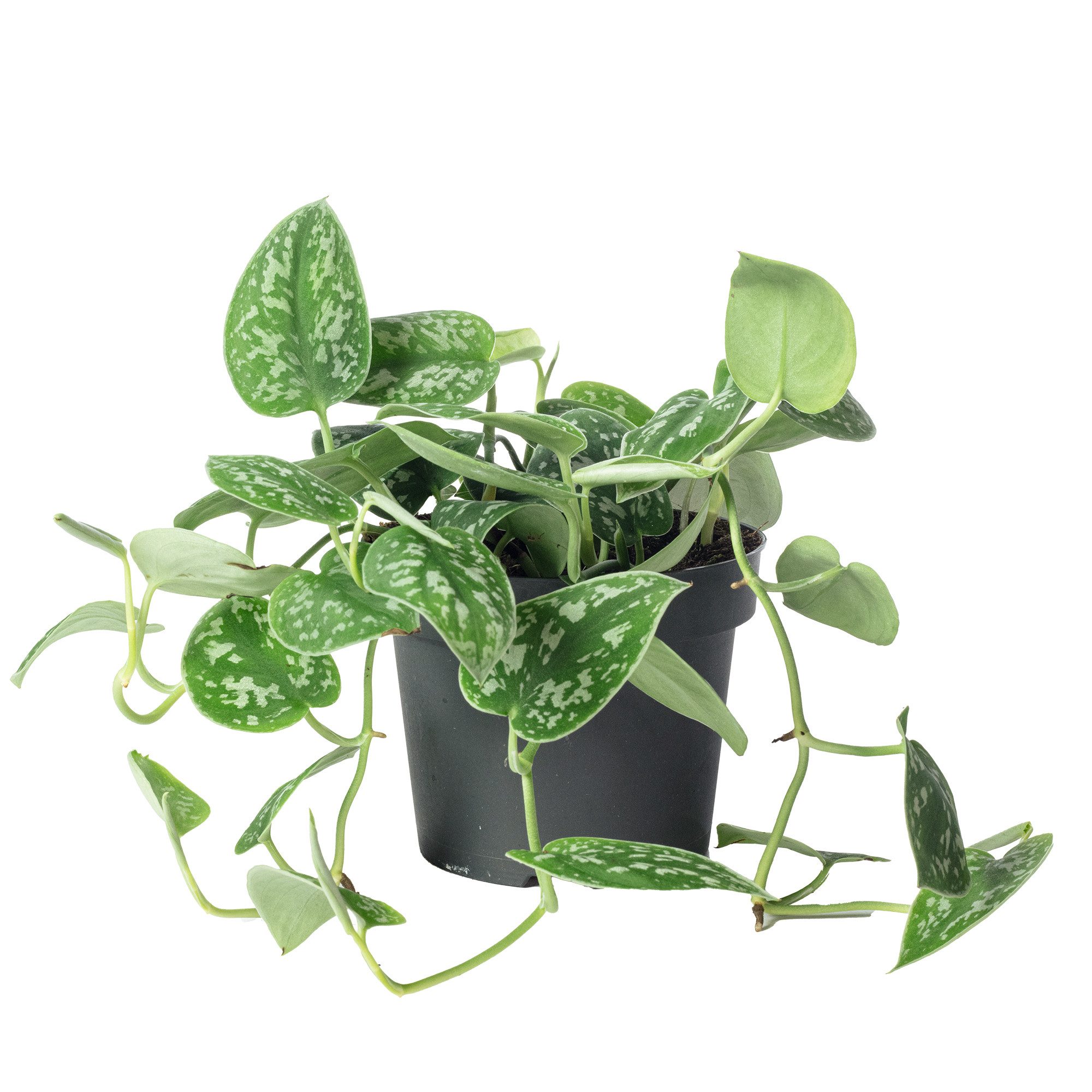 Flowerbox Zimmerpflanze Gefleckte Efeutute - Scindapsus pictus 'Argyraeus', günstig online kaufen