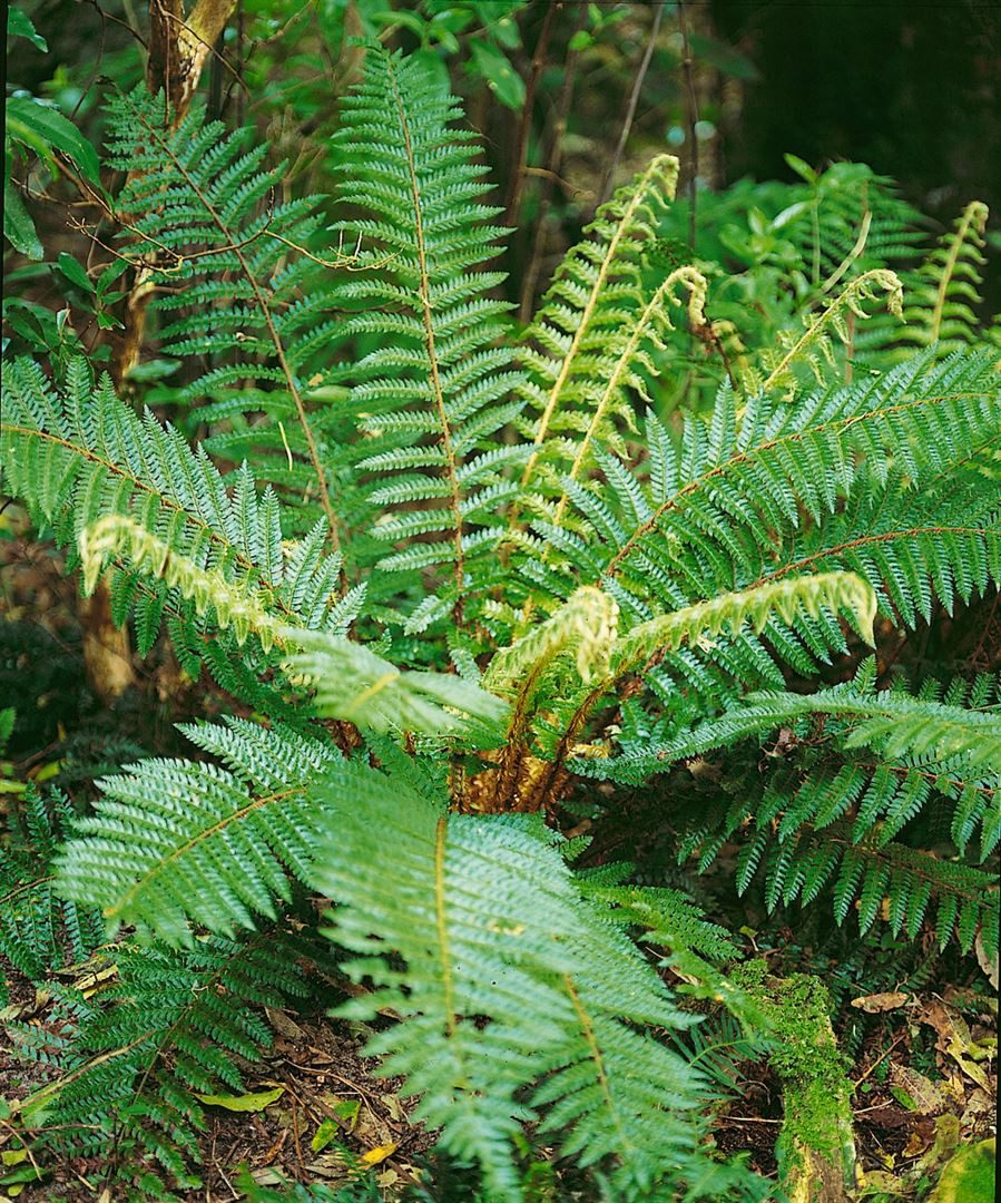Pflanzen für Dich Травы Polystichum braunii, 1 St., Brauns Schildfarn, wintergrün, schattenverträglich
