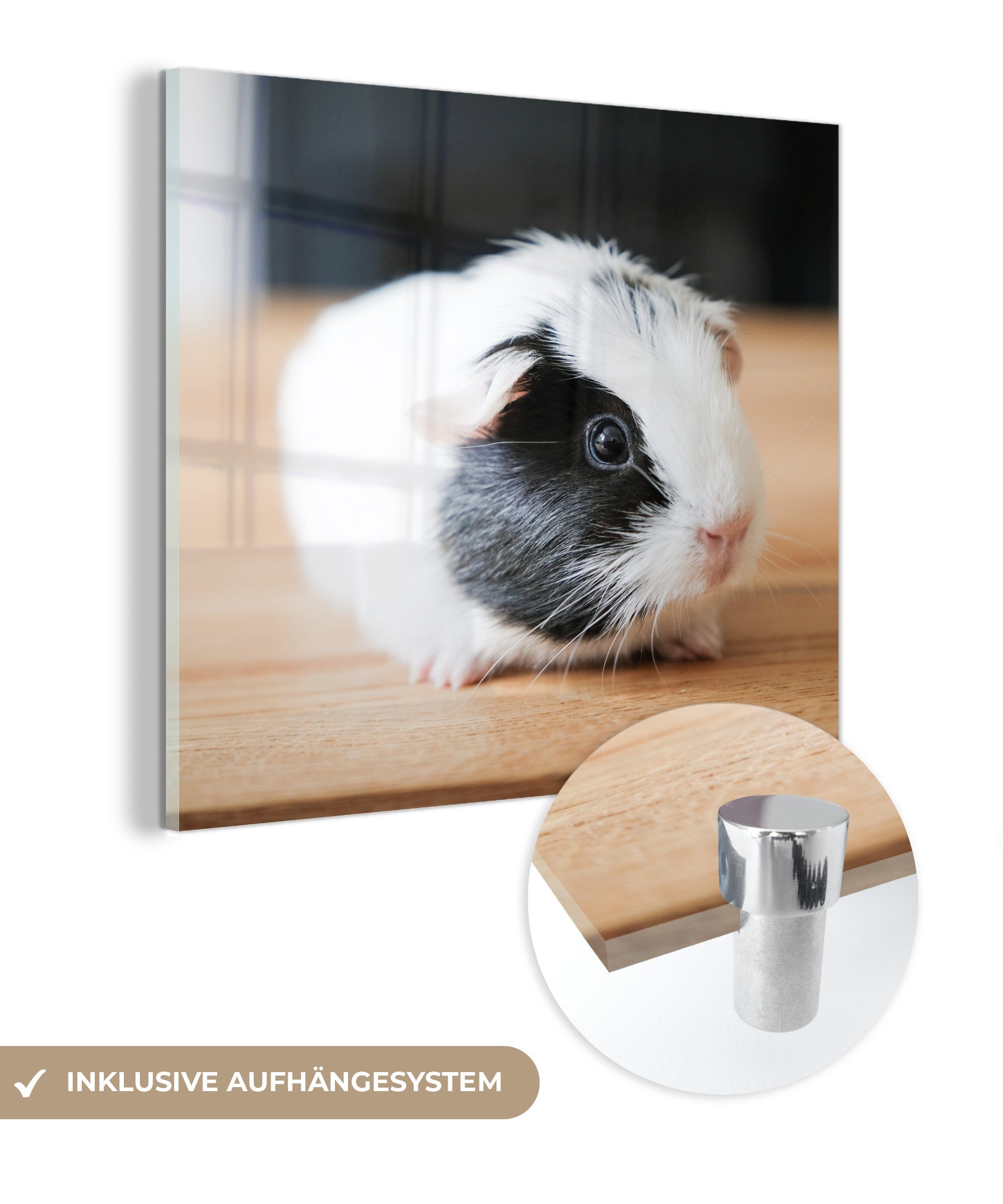 Wanddekoration eines auf Glas gefleckten Acrylglasbild - - Wandbild Meerschweinchenbabys, - Bilder St), (1 Glas Glasbilder Foto auf MuchoWow Nahaufnahme