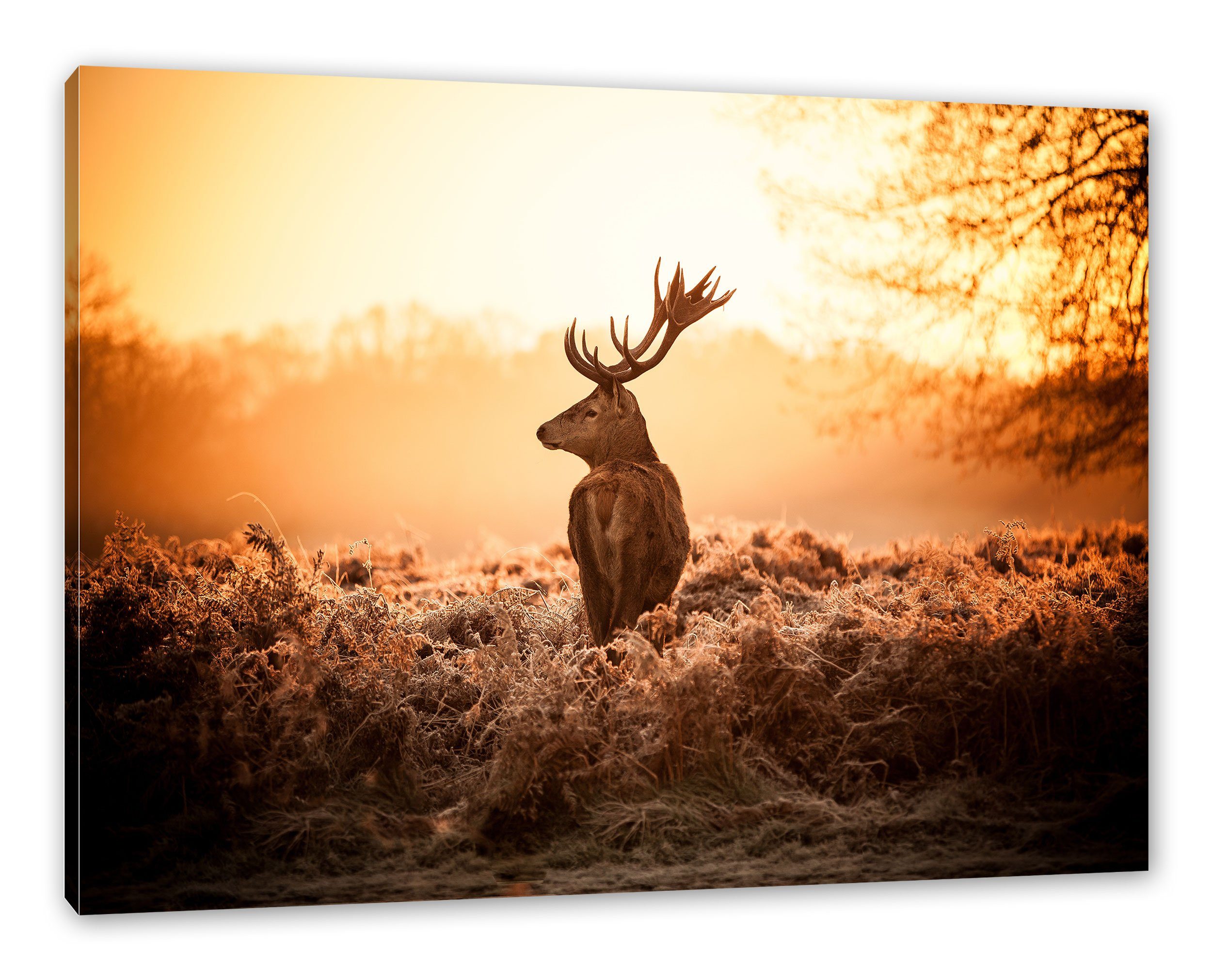 Pixxprint Leinwandbild Stolzer inkl. (1 bespannt, St), Hirsch, fertig Zackenaufhänger Hirsch Leinwandbild Stolzer