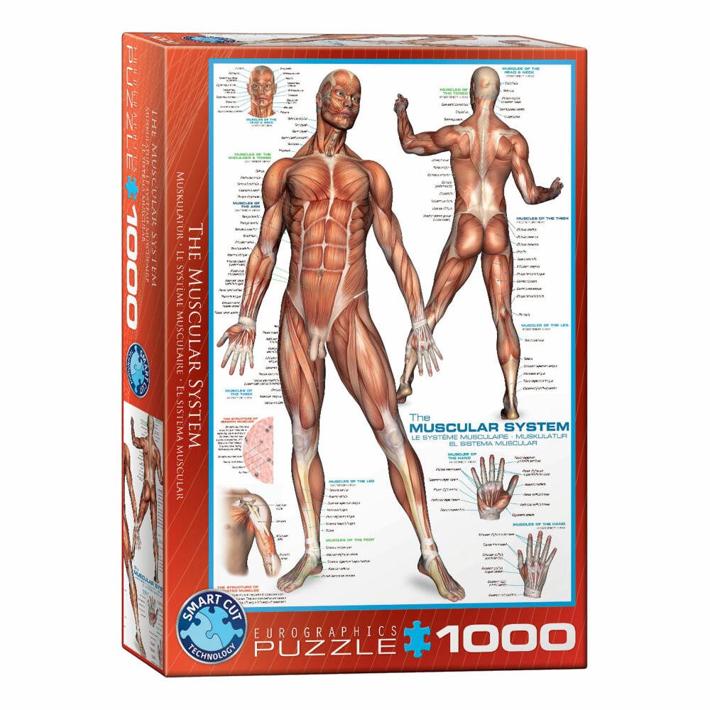 Puzzle Das Muskelsystem