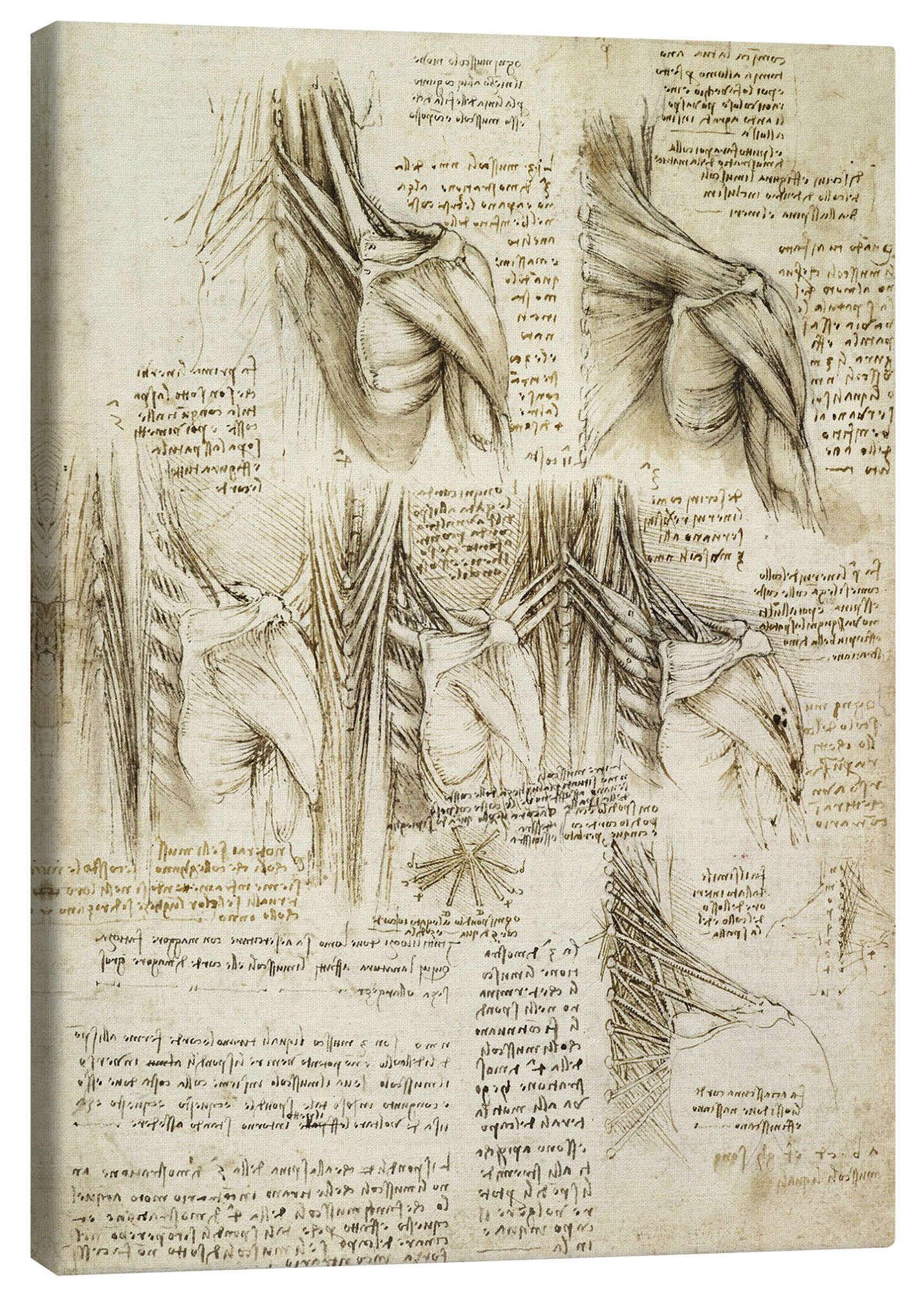 Posterlounge Wandbild Muskeln der Wirbelsäule, Leonardo da Vinci, erhältlich als Poster, Leinwandbild, Wandsticker oder Acrylglasbild