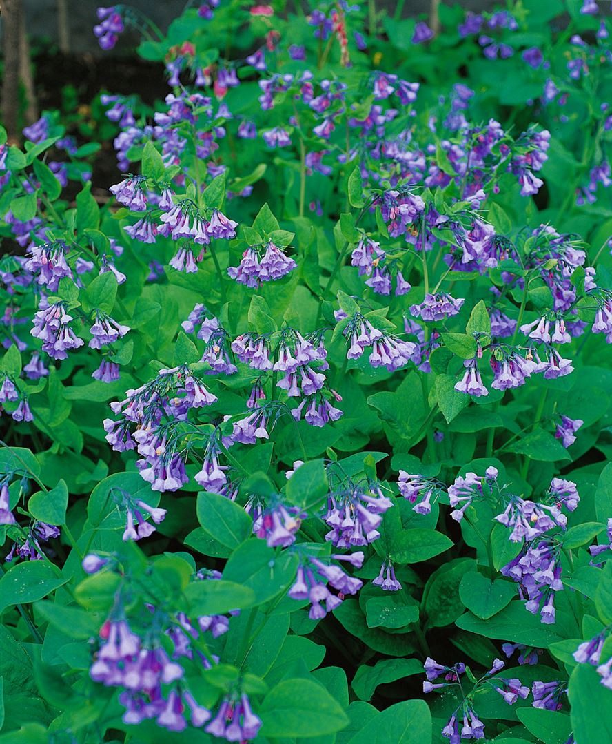 Pflanzen für Dich Staude Mertensia virginica, 1 St., Virginischer Blaustern, Blauglöckchen