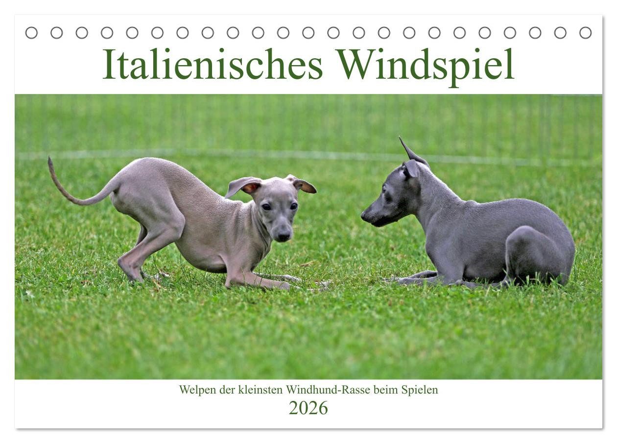 CALVENDO Wandkalender Italienisches Windspiel (Tischkalender 2026 DIN A5 quer), CALVENDO Mon