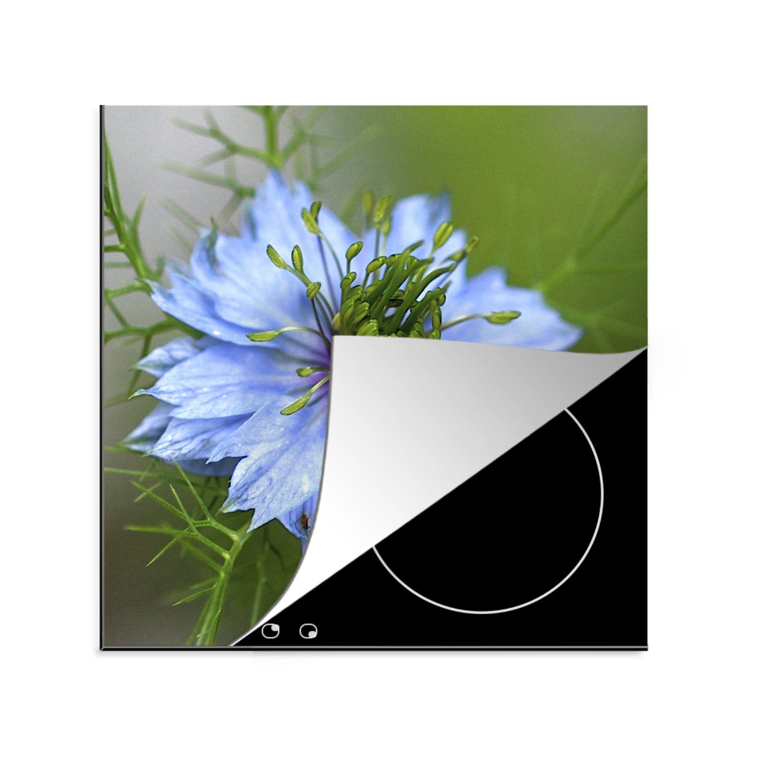 Nigella (1 Blüte, für 78x78 Arbeitsplatte hellblaue in cm, Ceranfeldabdeckung, Vinyl, küche MuchoWow tlg), Eine Herdblende-/Abdeckplatte
