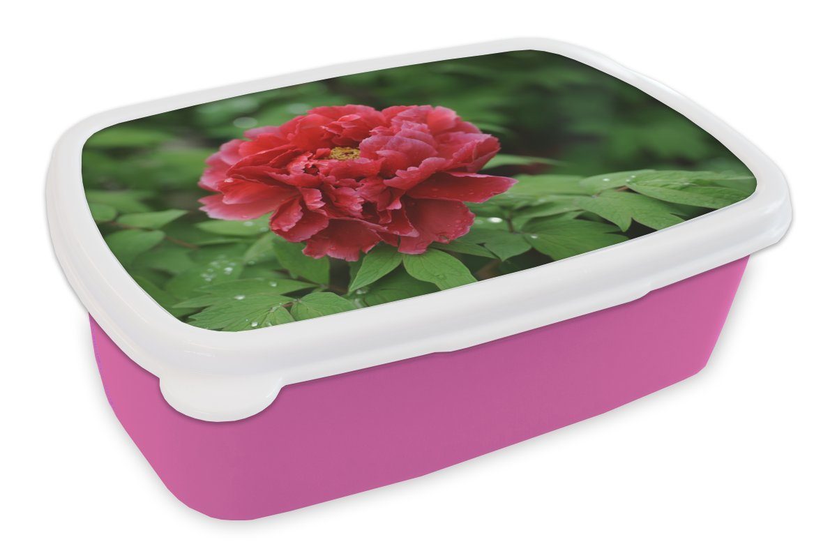 MuchoWow Lunchbox Eine rote Pfingstrose im Frühling, Kunststoff, (2-tlg), Brotbox für Erwachsene, Brotdose Kinder, Snackbox, Mädchen, Kunststoff rosa