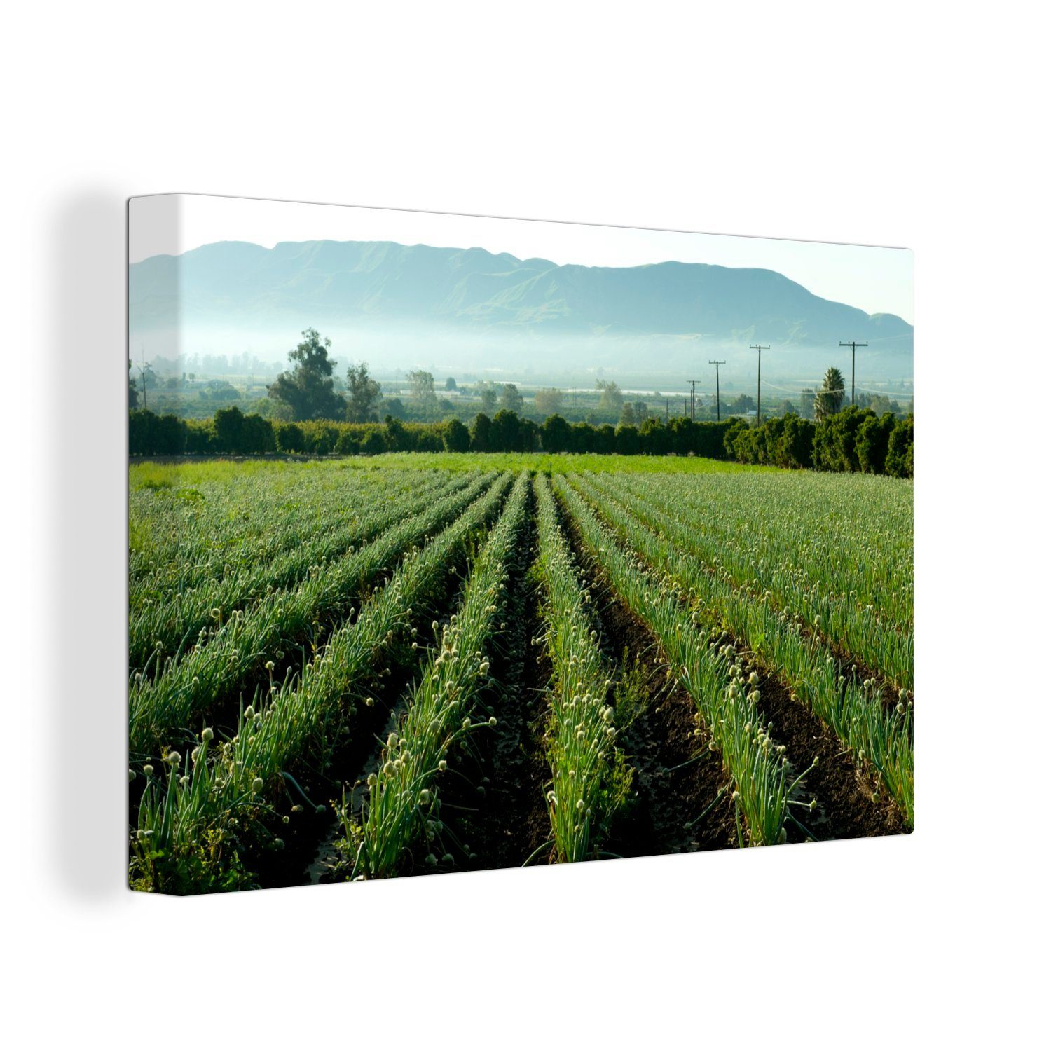 OneMillionCanvasses® Leinwandbild Zwiebeln auf dem Feld mit Blick auf die Berge, (1 St), Wandbild Leinwandbilder, Aufhängefertig, Wanddeko, 30x20 cm