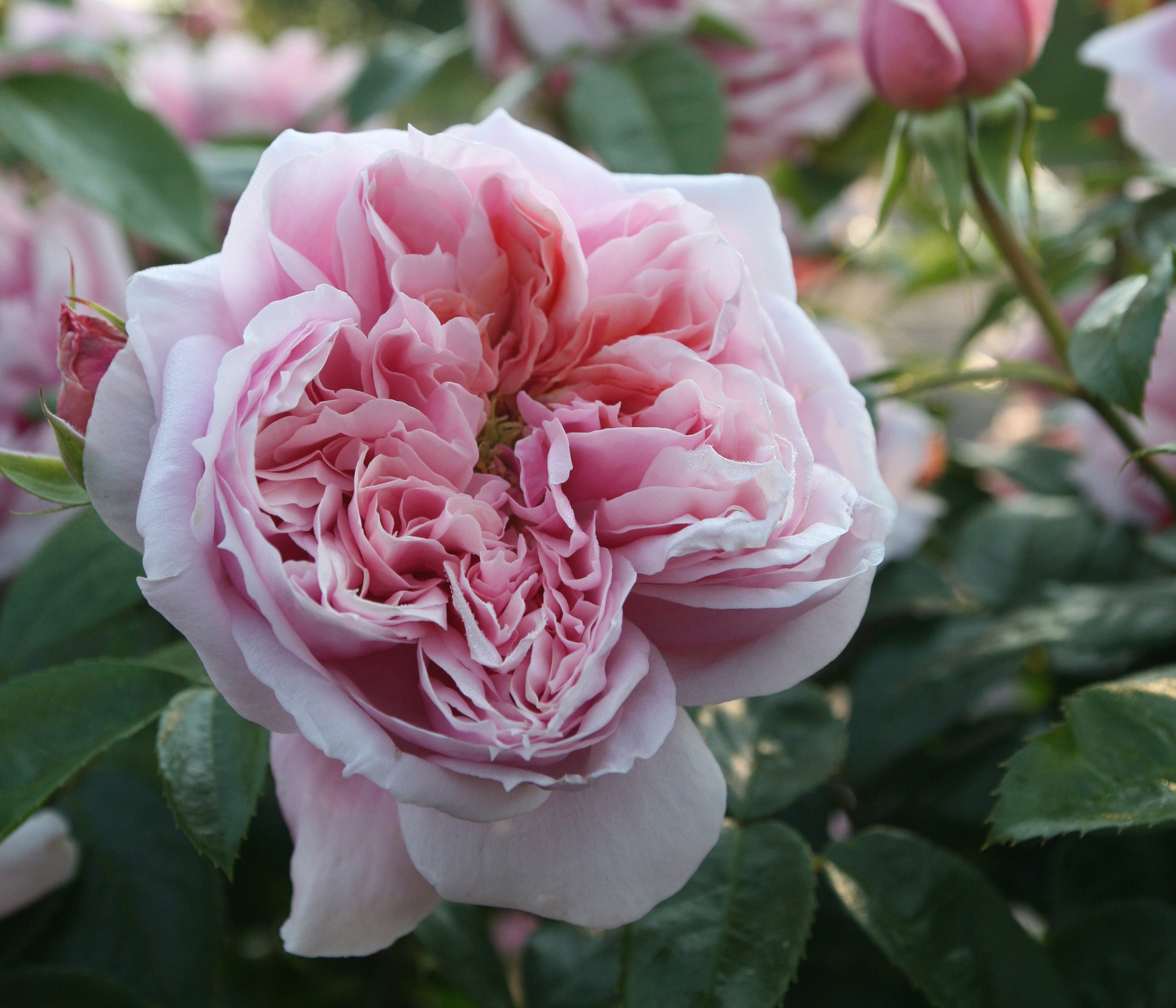 Dehner Rose Edelrose Schöne Maid®, rosa Blüten, duftend, dicht gefüllt und duftend, Züchter Tantau