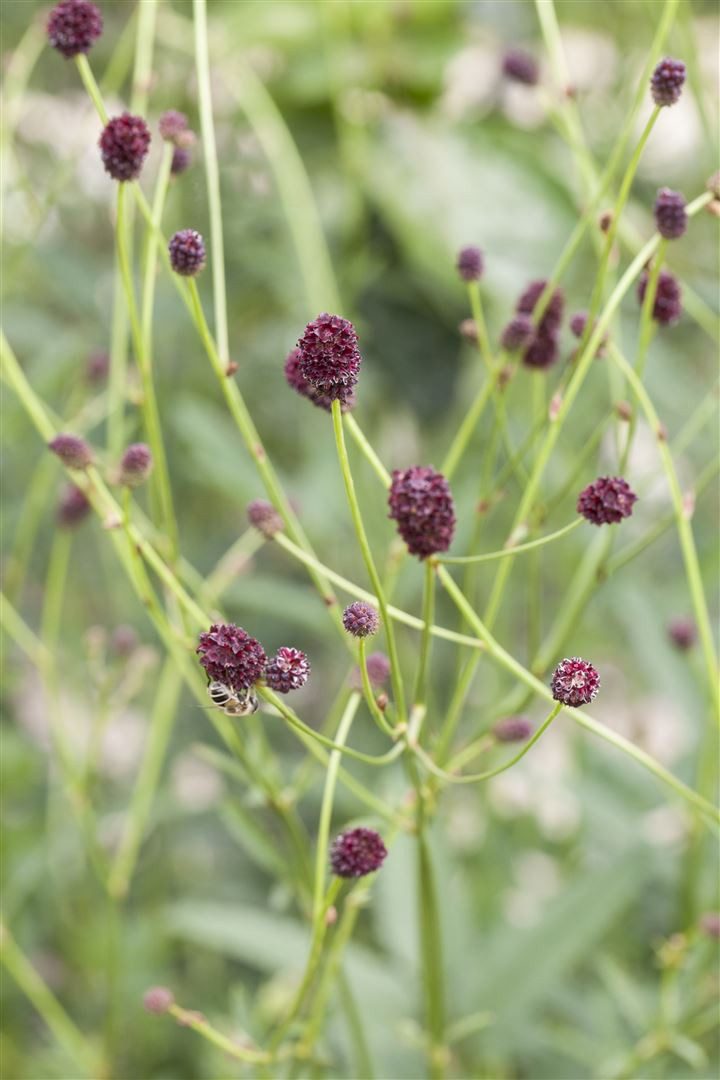 Pflanzen für Dich Staude Sanguisorba officinalis, 1 St., Großer Wiesenknopf, Blutwurz, Wiesenknopf