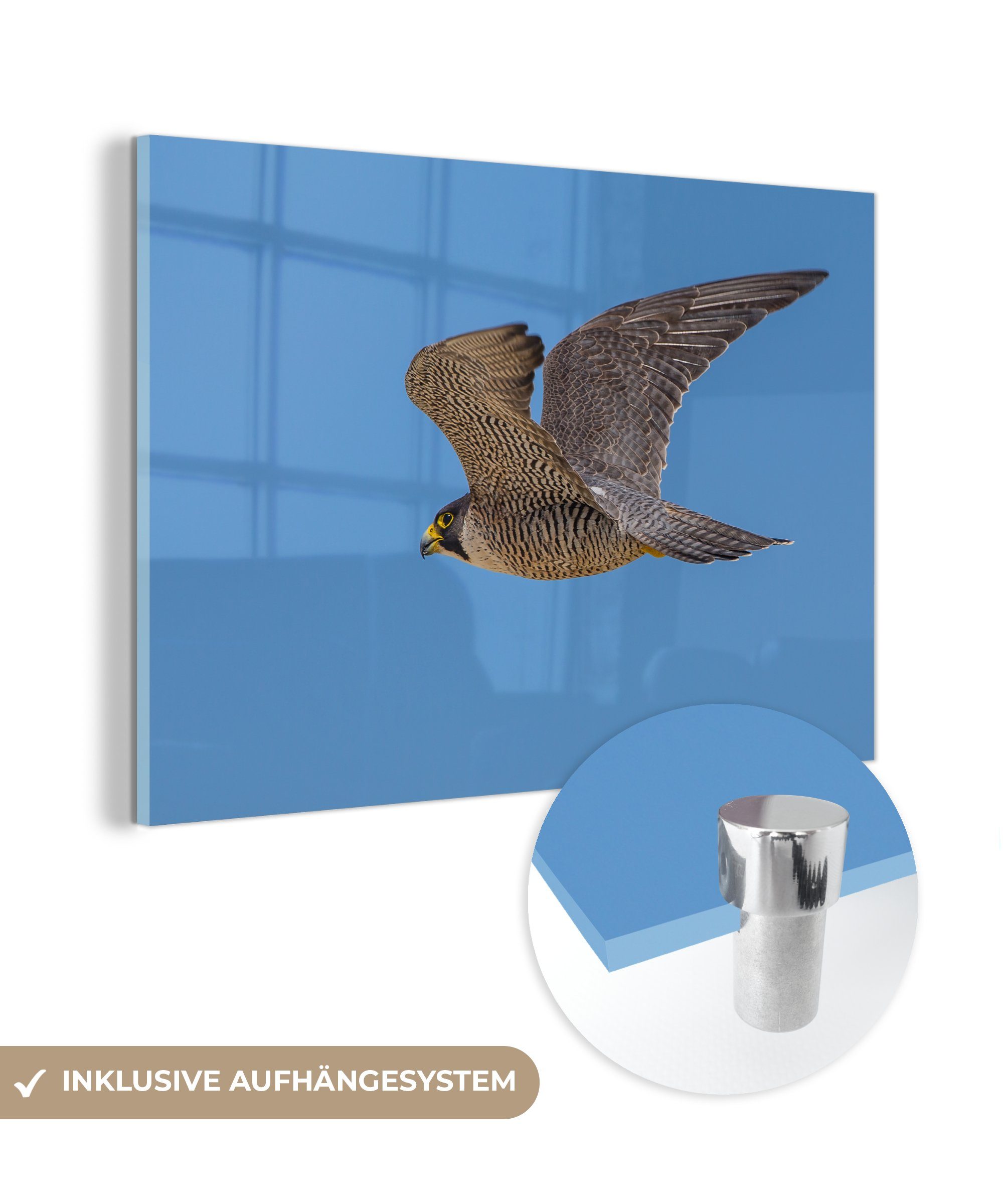 MuchoWow Acrylglasbild Falke - Luft - Flügel, (1 St), Acrylglasbilder Wohnzimmer & Schlafzimmer