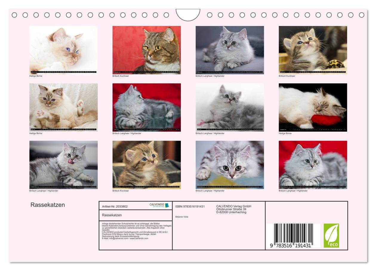 Thumbnail - CALVENDO Wandkalender Rassekatzen (Wandkalender 2026 DIN A4 quer), CALVENDO Monatskalender
