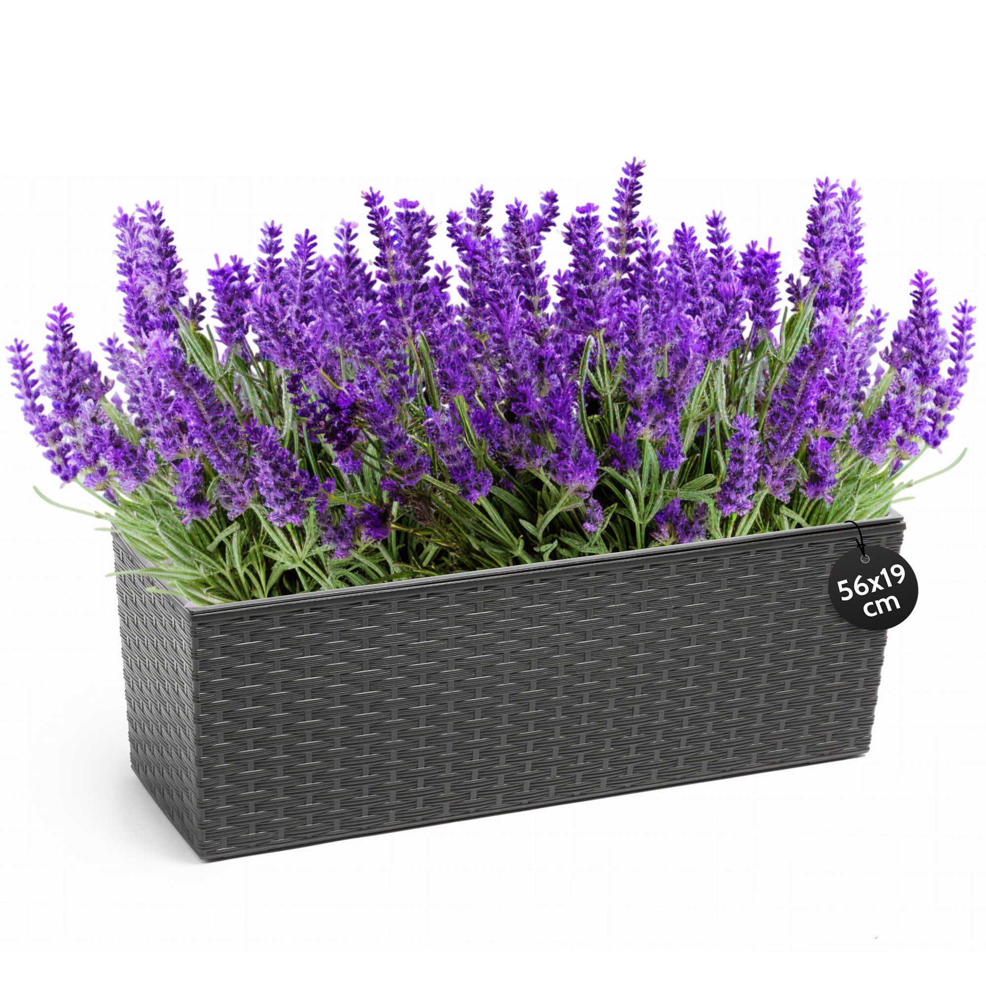 KONZEPT Balkonkasten Hochwertige Blumenkasten Rattan-Optikin, rechteckig 56 x 19 cm, Balkonkasten ideal fur Balkon, Terrasse, Fensterbank