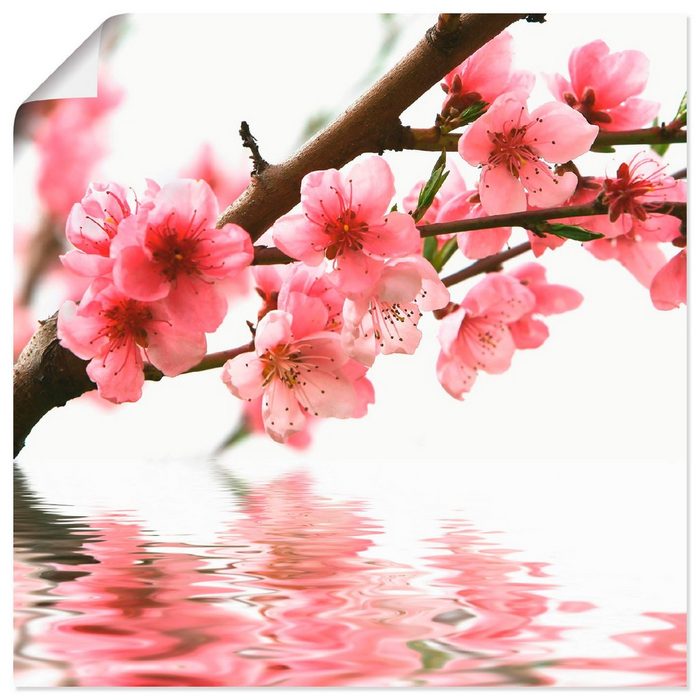 Artland Wandbild Pfirsichblüten reflektieren im Wasser Blumen (1 St) als Alubild Leinwandbild Wandaufkleber oder Poster in versch. Größen