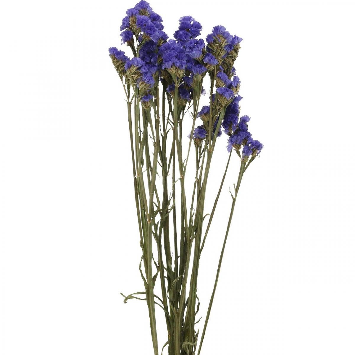 Trockenblume Strandflieder Trockenblumen Blau 46-57cm Deko günstig online kaufen