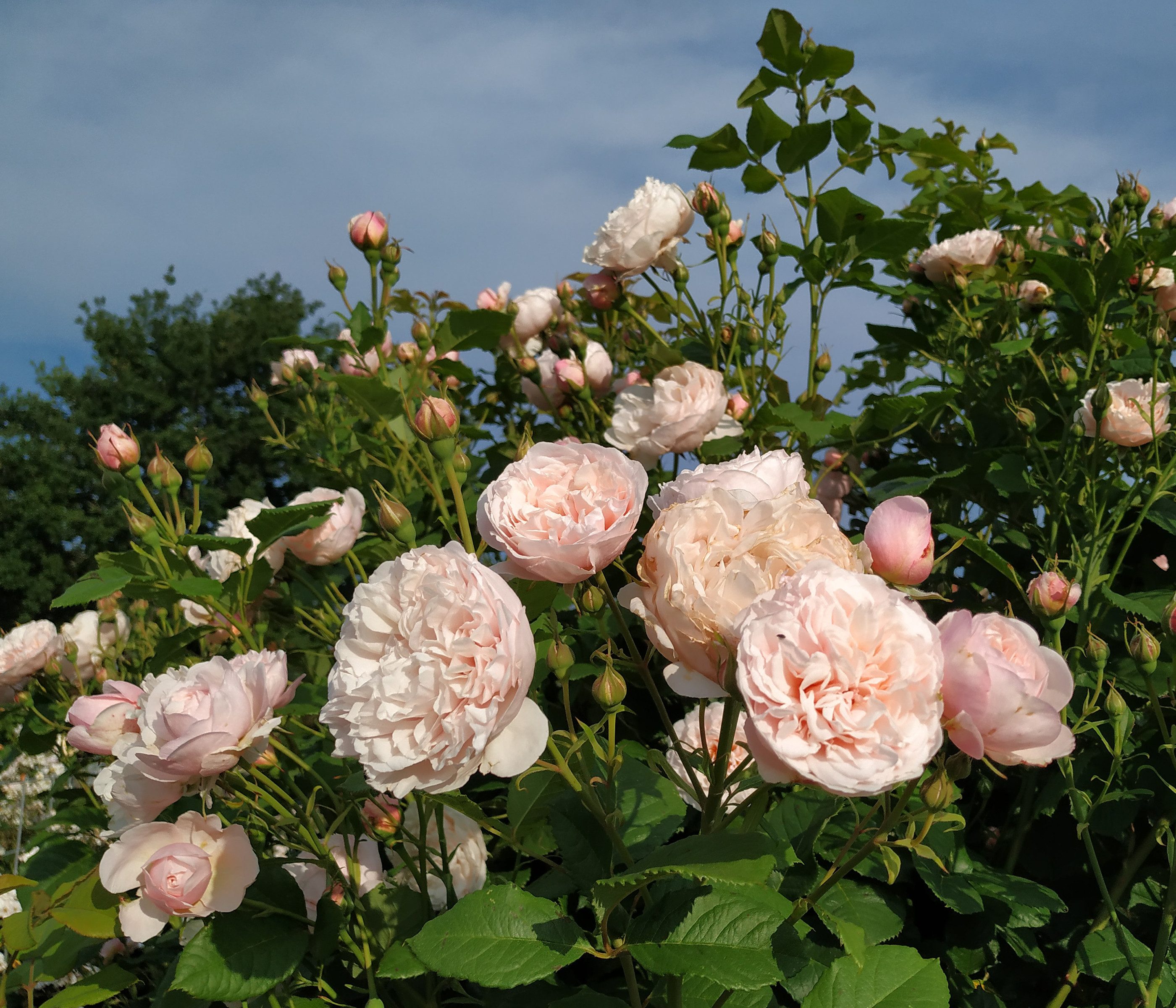 Dehner Rose Kletterrose Divina, Züchter Tantau, dicht gefüllte rosa Blüten