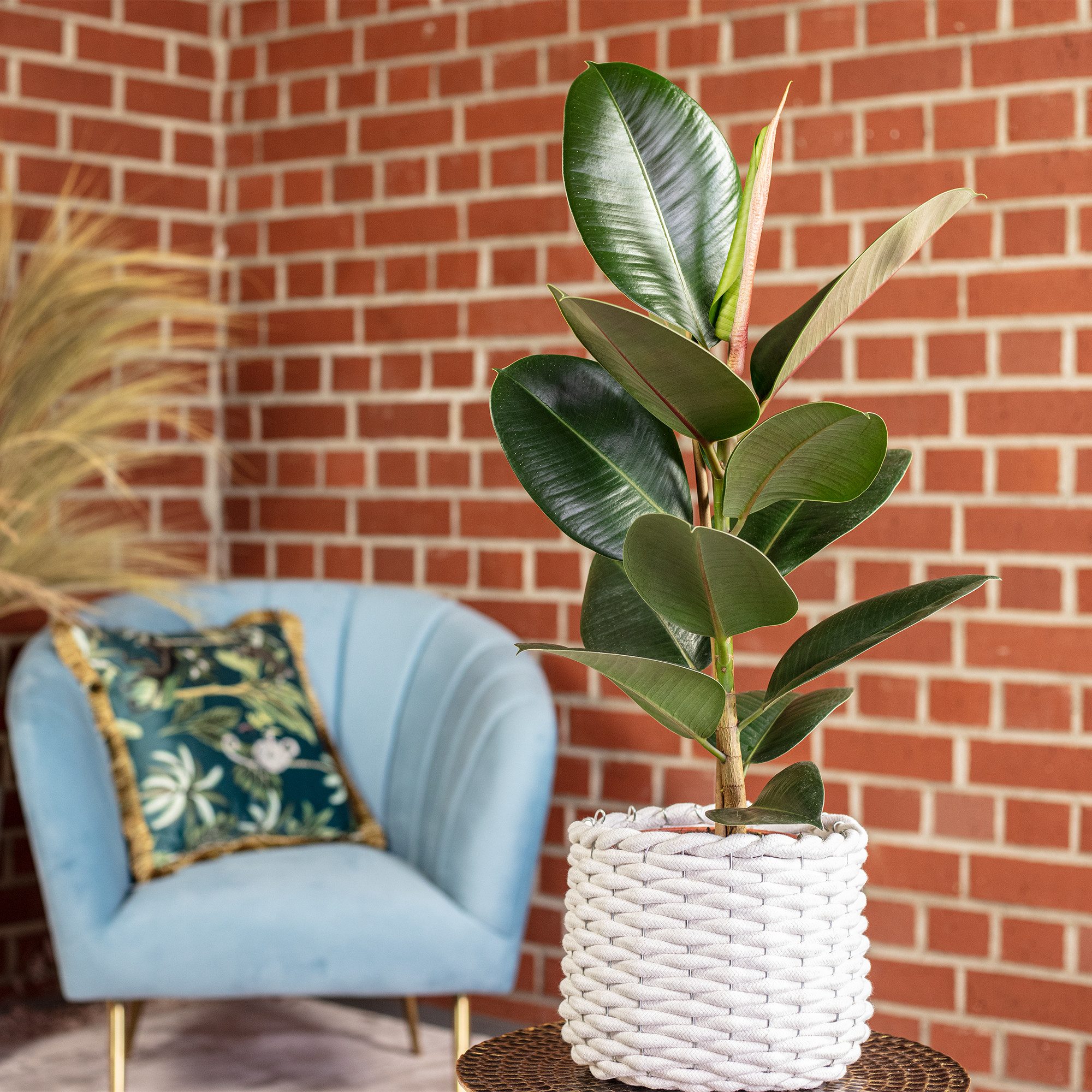 Flowerbox Zimmerpflanze Gummibaum - Ficus elastica 'Robusta', pflegeleicht - Höhe ca. 50 cm, Topf-Ø 17 cm