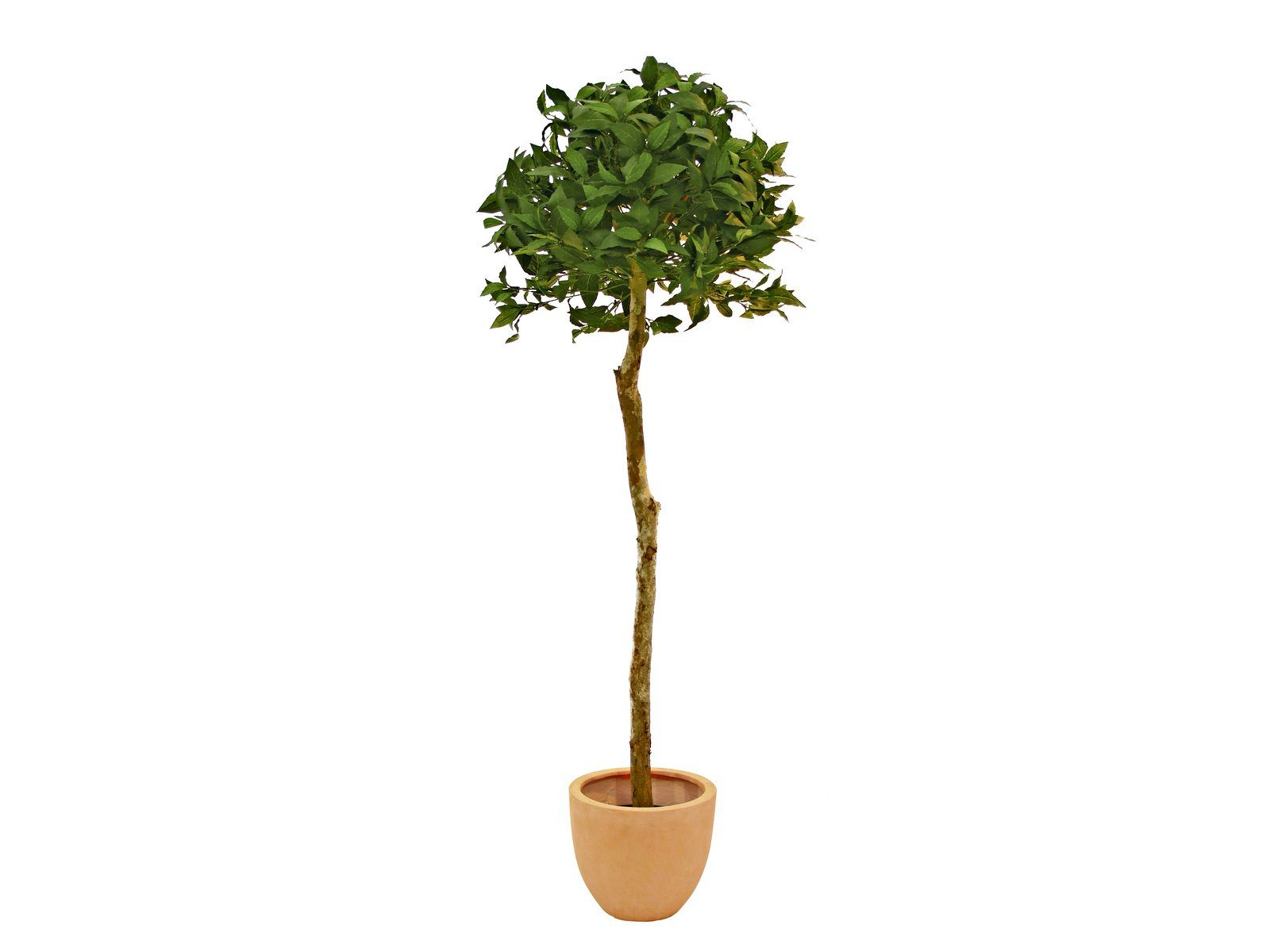 Kunstbaum EUROPALMS Lorbeerkugelbaum, Kunstpflanze, 180cm, EUROPALMS, günstig online kaufen