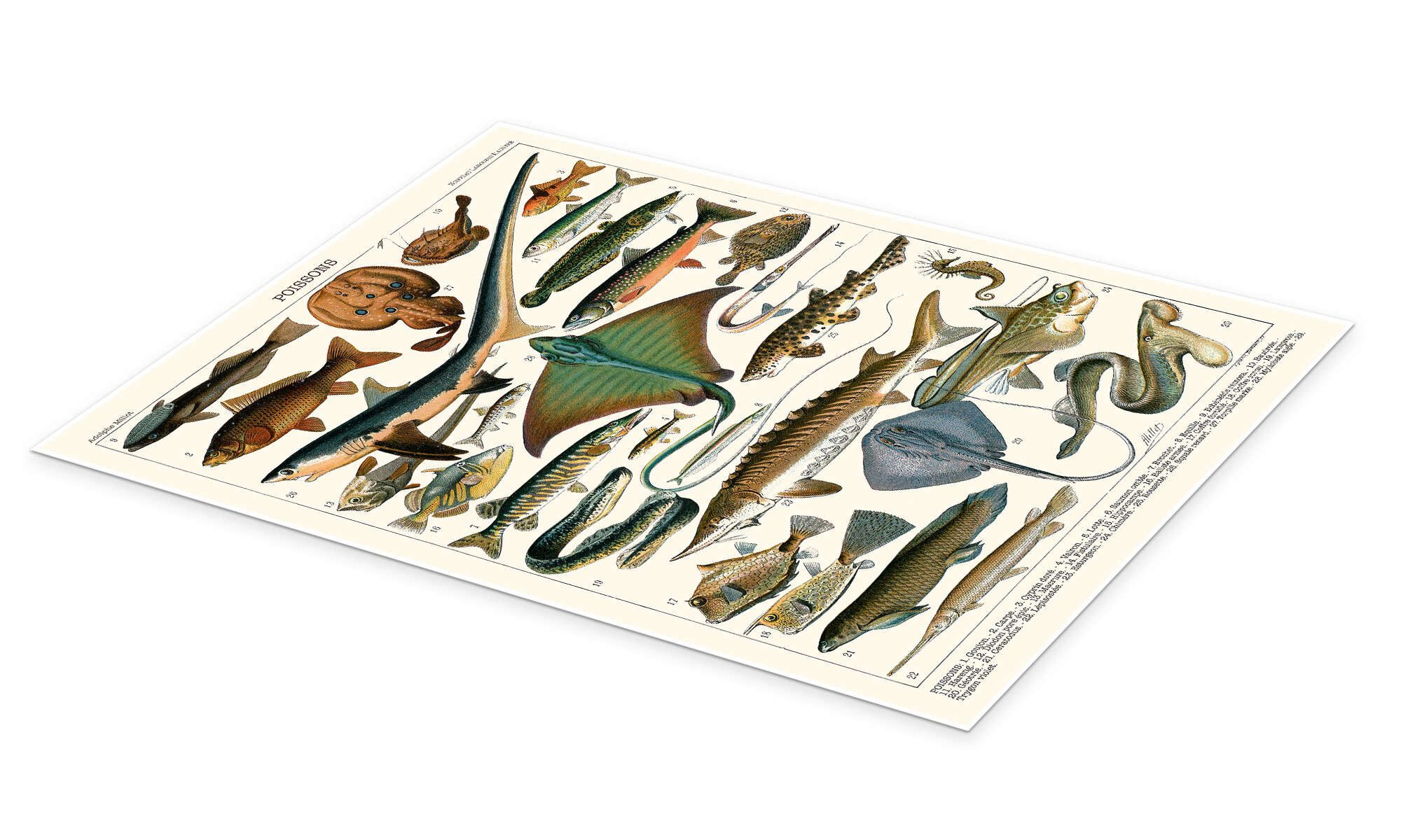 Posterlounge Wandbild Meeresfische, 1905 (französisch), Adolphe Millot, erhältlich als Poster, Leinwandbild, Wandsticker oder Acrylglasbild