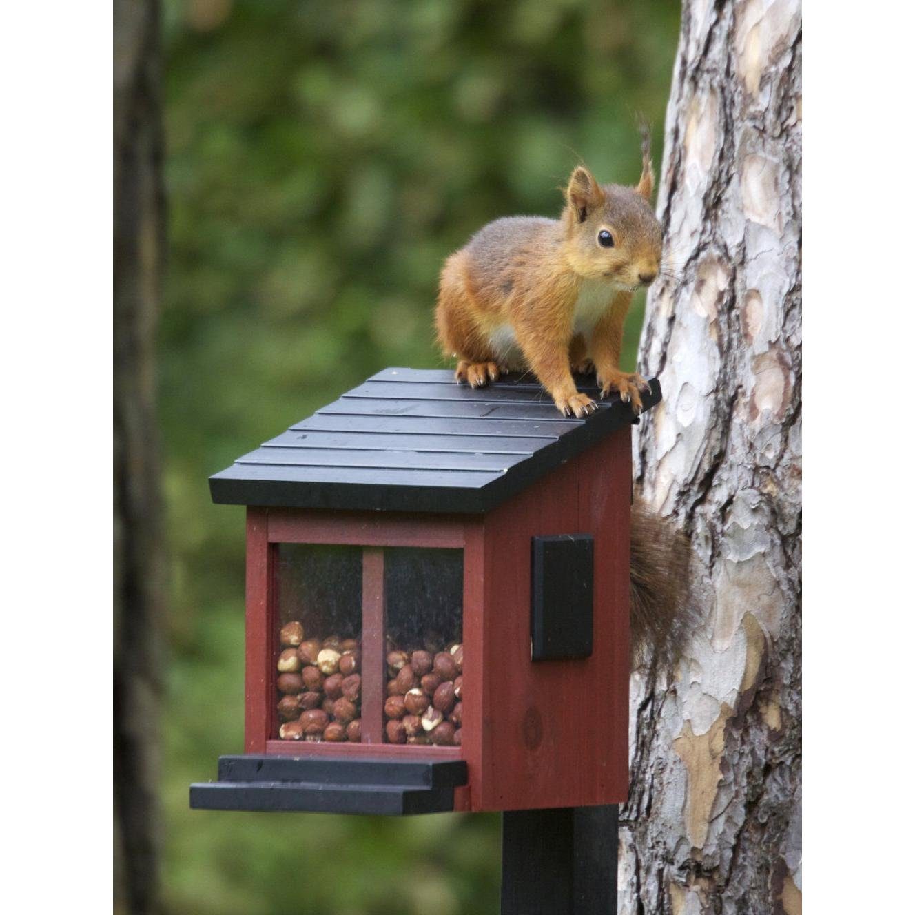 Wildlife Futterbox Garden Vogelhaus Weiß Eichhörnchen