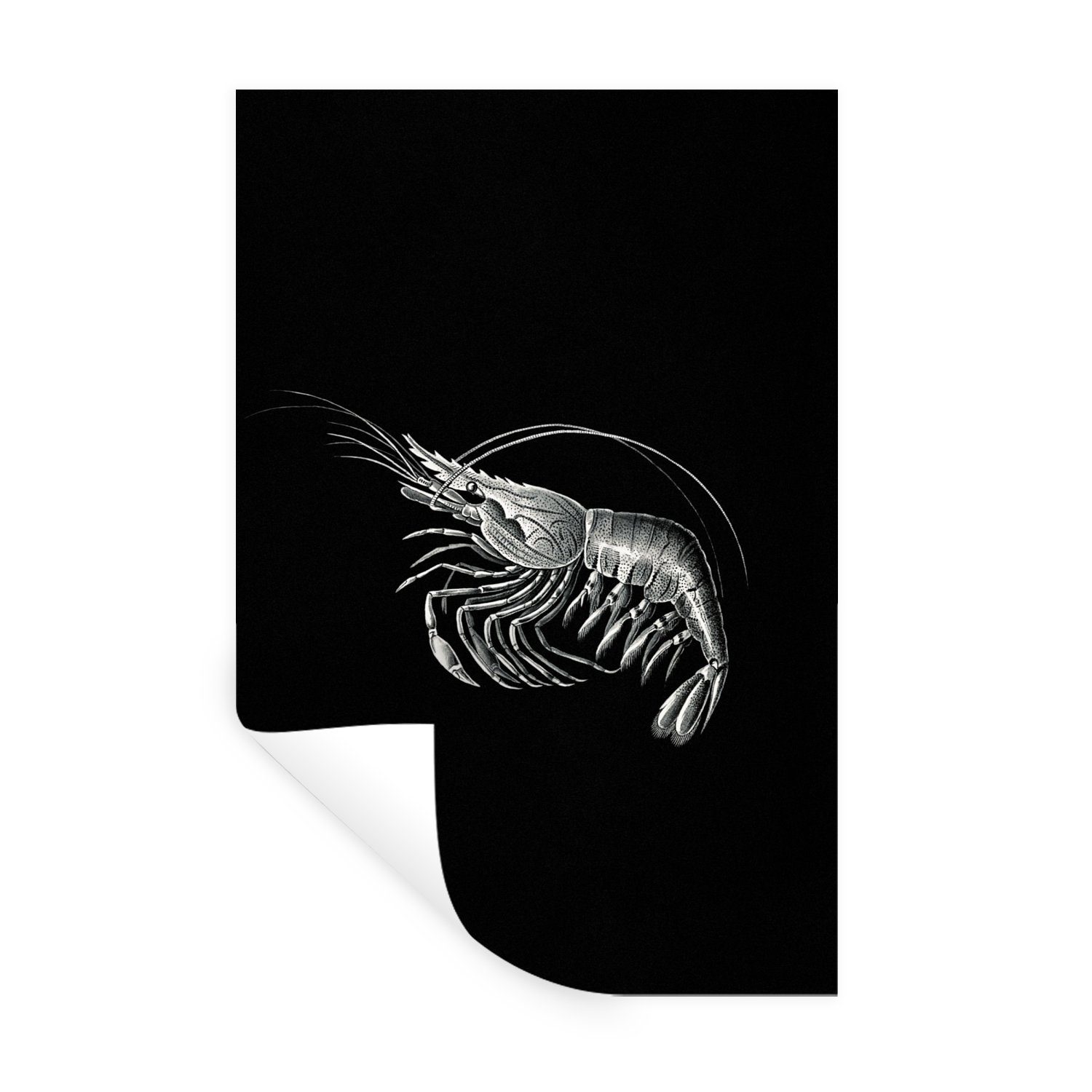 MuchoWow Wandsticker Shrimps - Vintage - Ernst Haeckel - Tiere - Kunst (1 St), Wandaufkleber, Wandtattoo, Selbstklebend, Wohnzimmer, Schlafzimmer