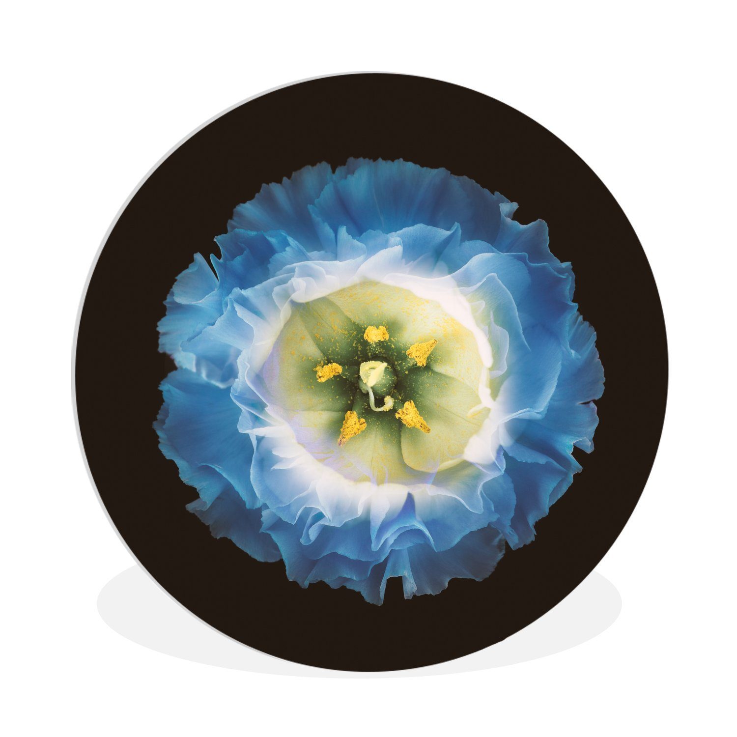 MuchoWow Gemälde Eine Nahaufnahme einer blauen Blume auf schwarzem Hintergrund, (1 St), Kreis Wanddekoration Forex, Rundes Wandbild, Wohnzimmer, 30x30 cm