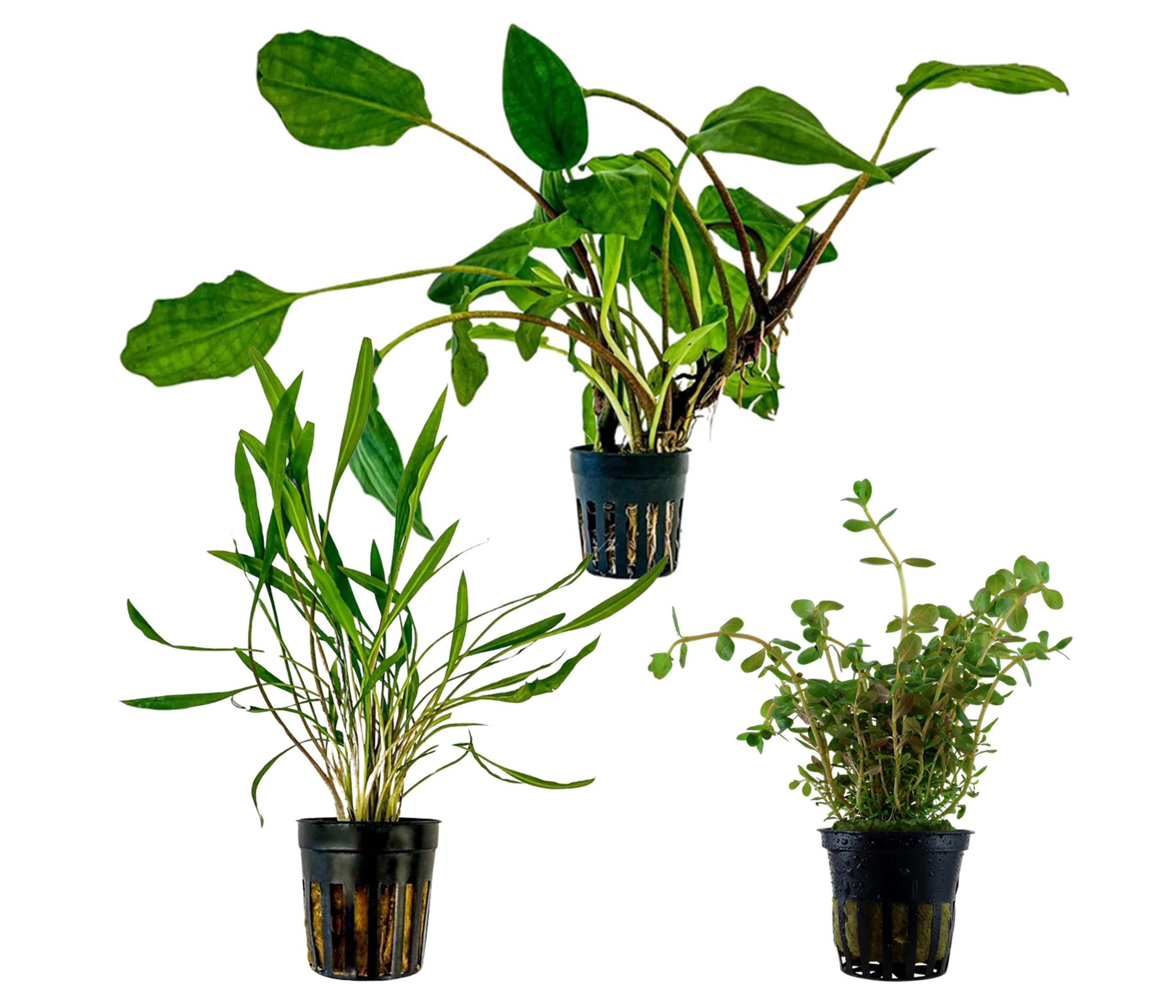 Dehner Wasserpflanze Aquarienpflanzen Set, 3-teilig, Mittelgrund 230, je ca. 5-20 cm, robuste Wasserpflanzen für Süßwasser Aquarien
