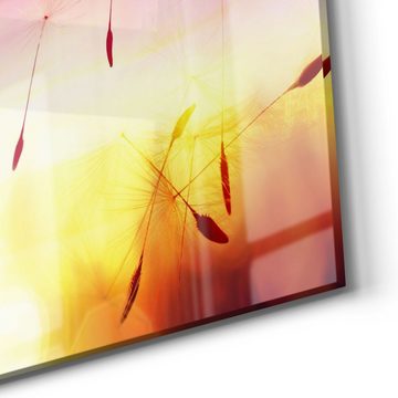 DEQORI Glasbild 'Pusteblume im Abendlicht', 'Pusteblume im Abendlicht', Glas Wandbild Bild schwebend modern