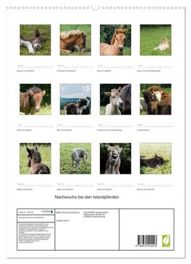 CALVENDO Wandkalender Nachwuchs bei den Islandpferden (Premium, hochwertiger DIN A2 Wandkalender 2023, Kunstdruck in Hochglanz)