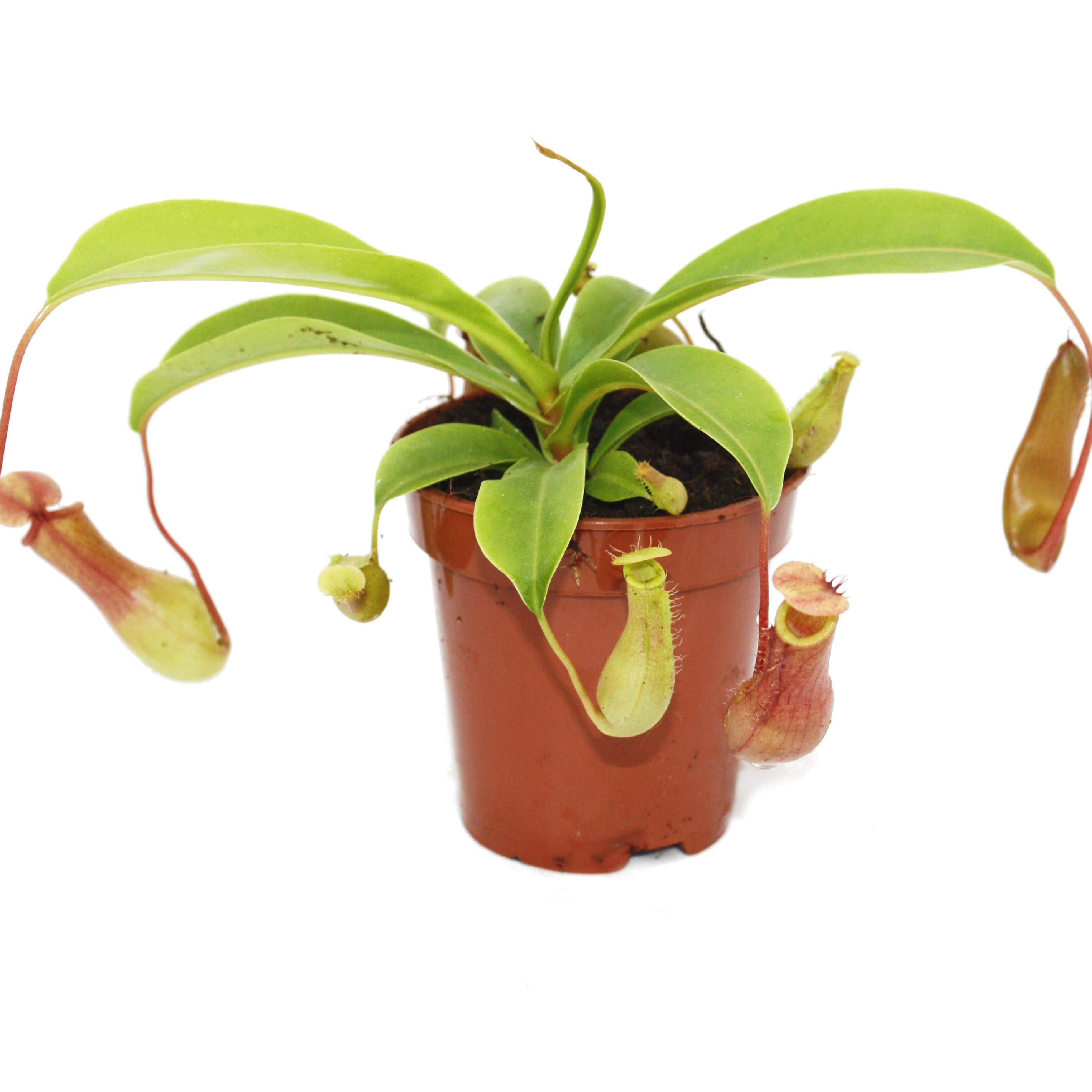 Exotenherz Zimmerpflanze Kannenpflanze - Nepenthes - 9cm Topf