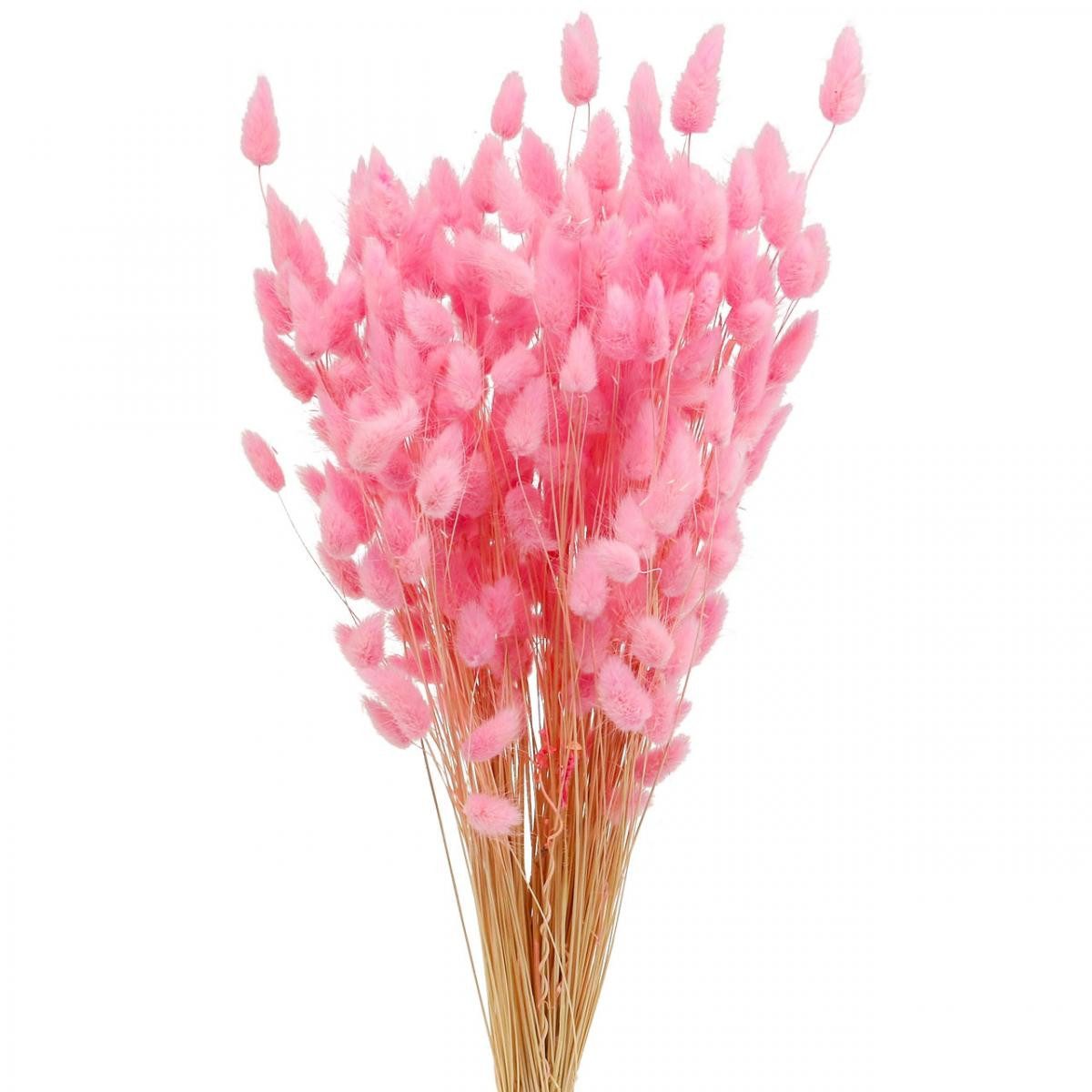 Trockenblume Lagurus Getrocknet Hasenschwanzgras Pink Deko günstig online kaufen