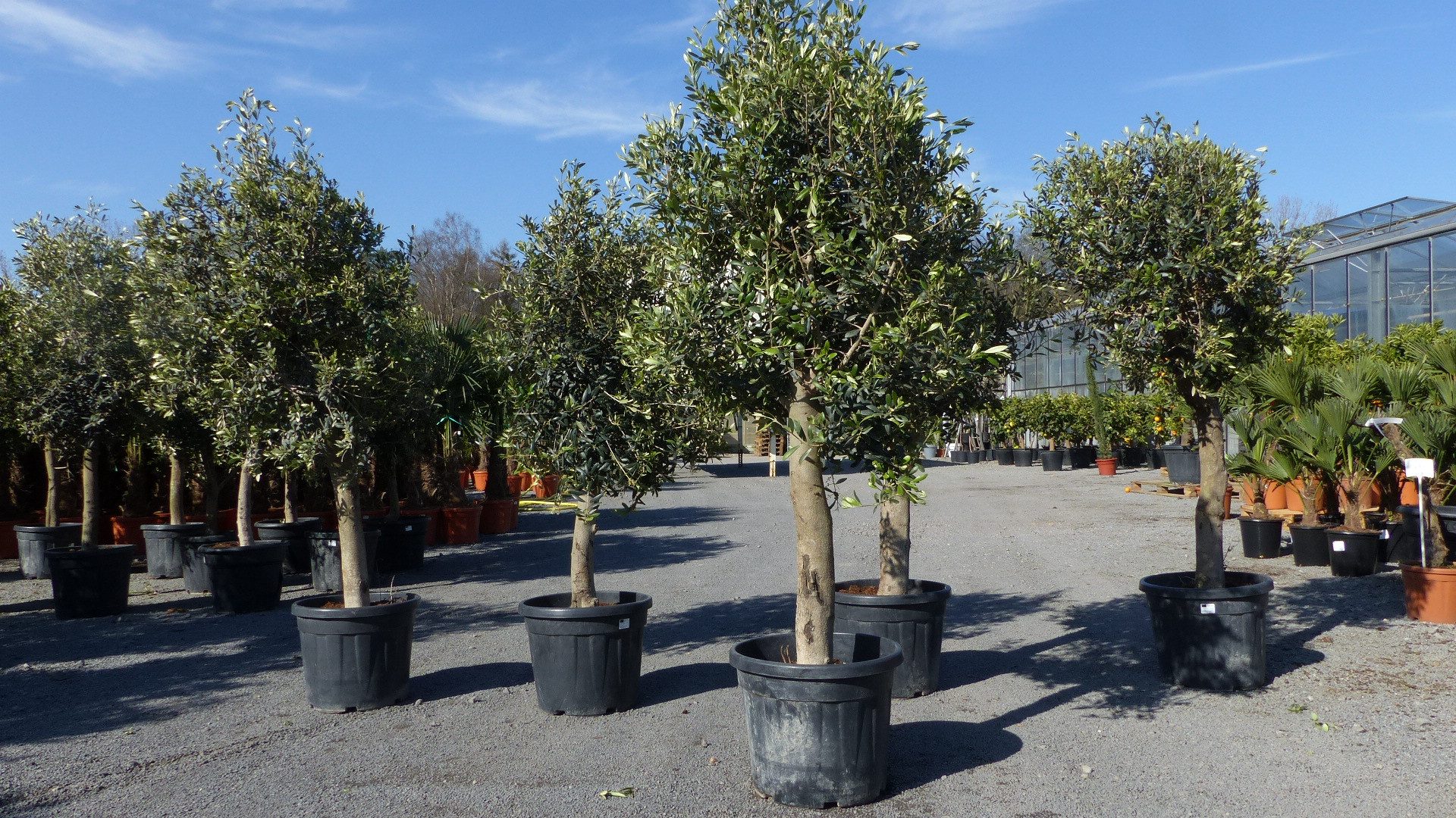 gruenwaren jakubik Olivenbaum Olivenbaum Olive "20 Jahre", Stammumfang 20 - 30 cm, winterhart