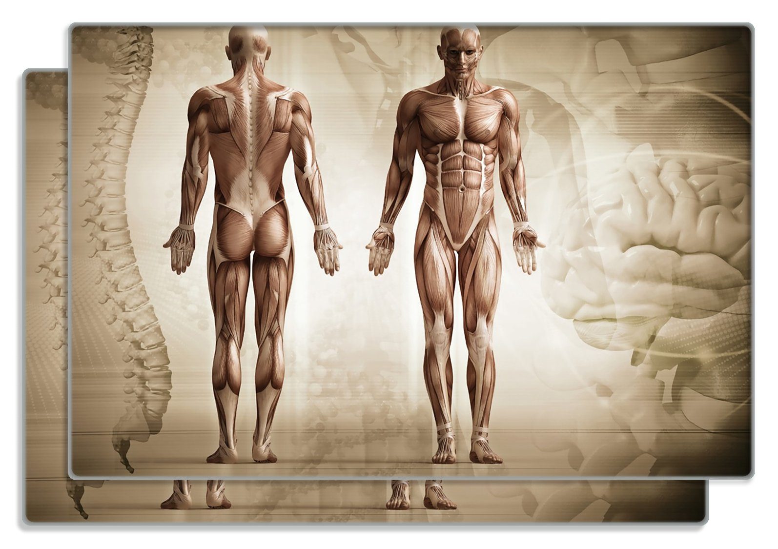 Frühstücksbrett Anatomie Mensch II