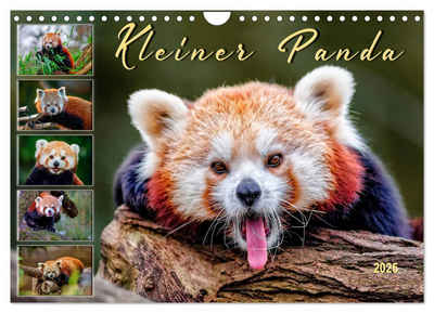 CALVENDO Wandkalender Kleiner Panda (Wandkalender 2025 DIN A4 quer), CALVENDO Monatskalender