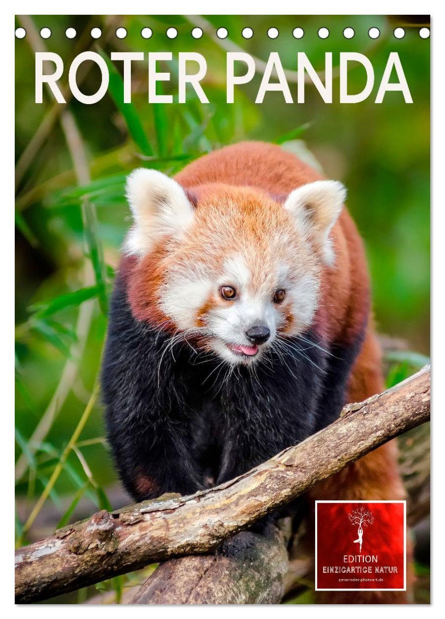 CALVENDO Wandkalender Roter Panda (Tischkalender 2025 DIN A5 hoch), CALVENDO Monatskalender