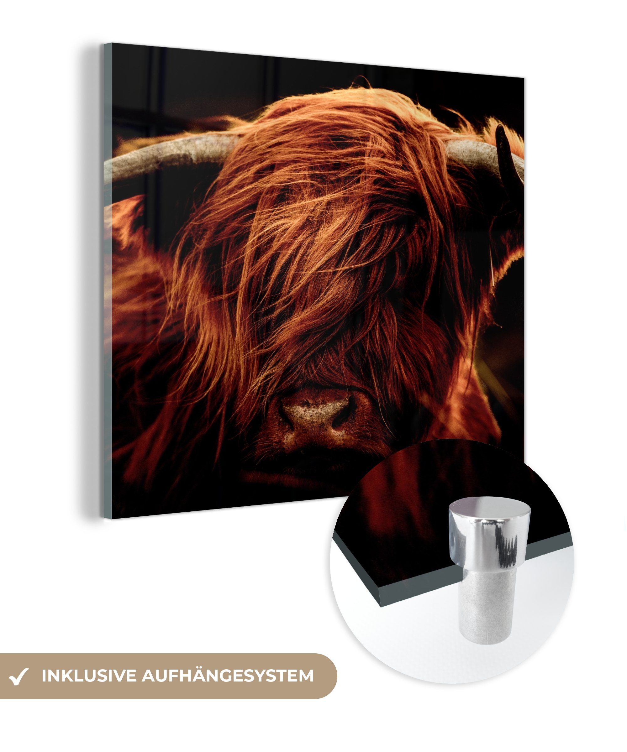 MuchoWow Acrylglasbild Schottischer Highlander - Kuh günstig online kaufen