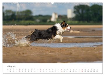 CALVENDO Wandkalender Australian Shepherd 2023 (Premium, hochwertiger DIN A2 Wandkalender 2023, Kunstdruck in Hochglanz)