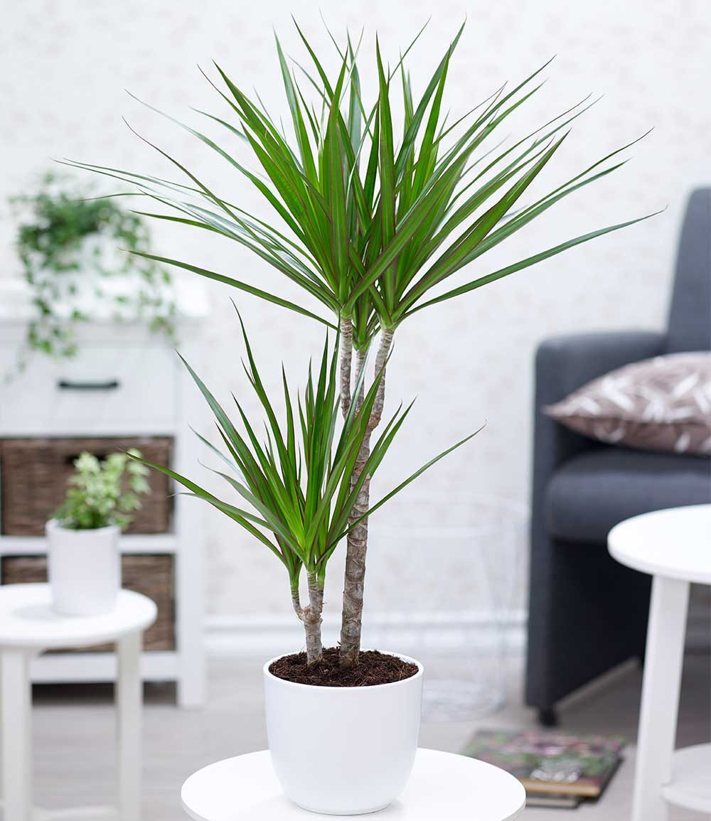 BALDUR Garten Zimmerpflanze Dracena 'Marginata' ca. 75-85 cm hoch, 1 St., Zimmerpflanze