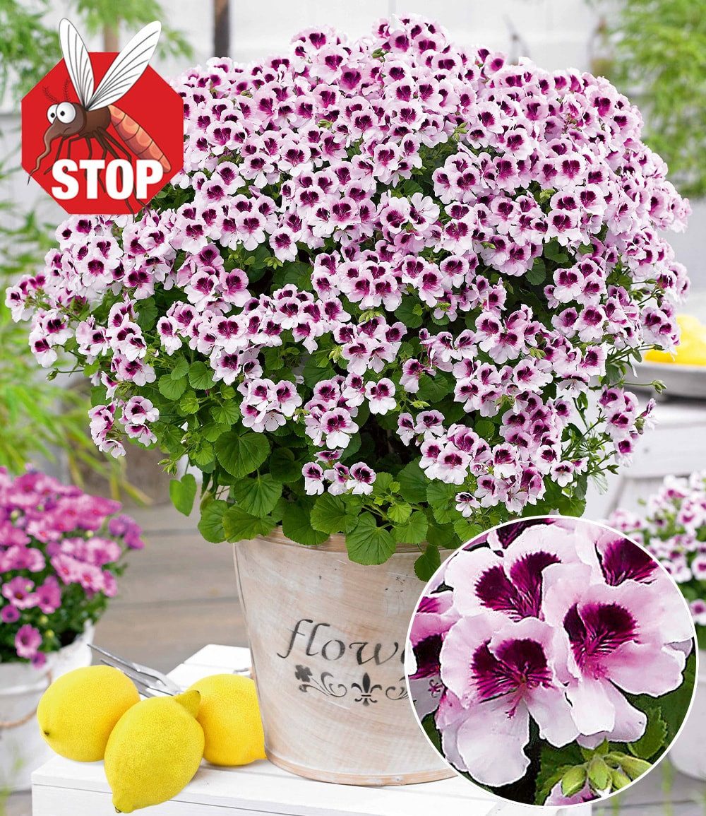 BALDUR Garten Balkonpflanze Duft-Geranie 'Mosquitaway Lizzy', 3 St., Reichblühenden, duftend, pflegeleicht